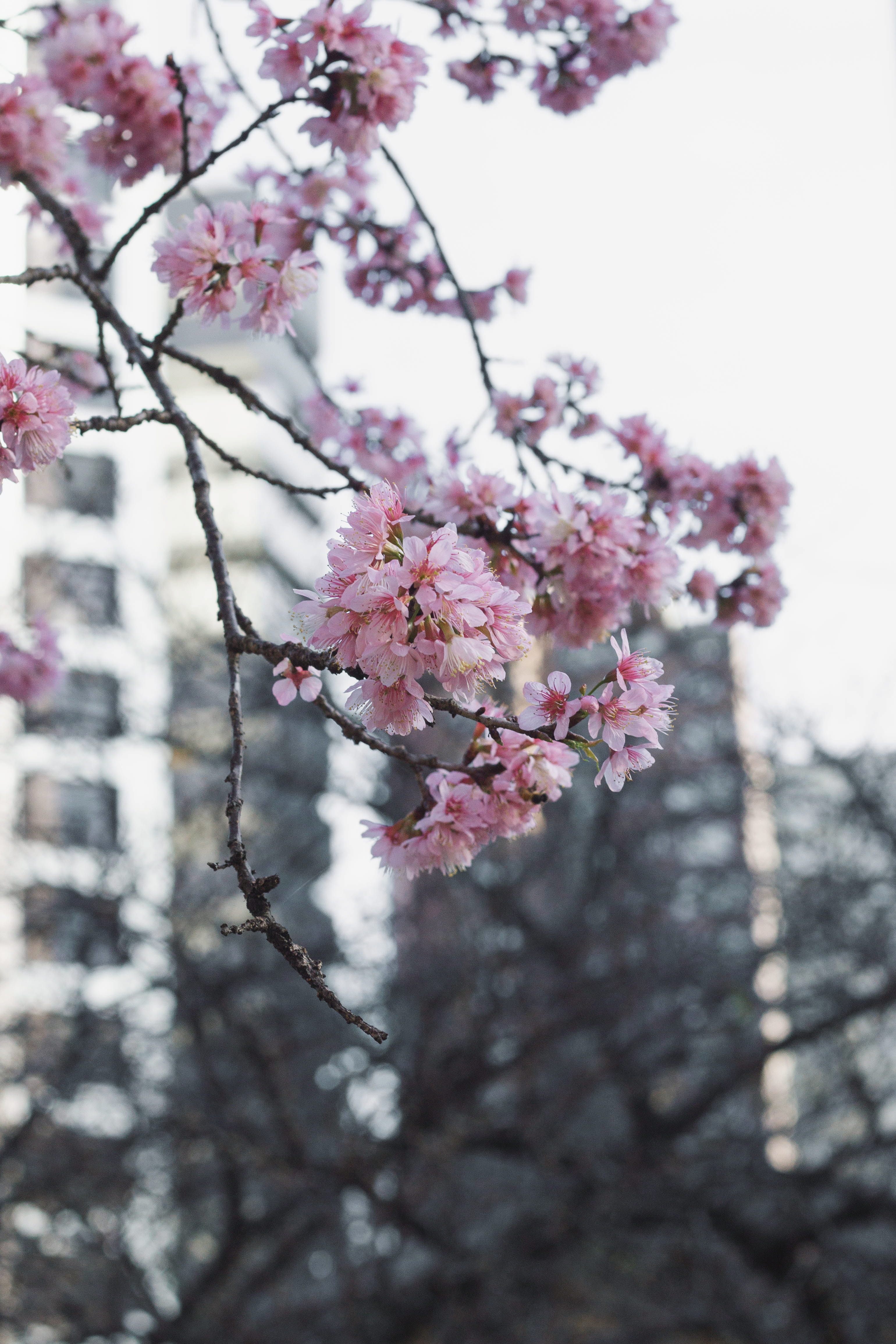 curitiba, springtime, cherry tree, no people, blossom, spring, low angle view, close-up, branch, winter, pink color, freshness, beauty in nature, nature, Phone HD Wallpaper