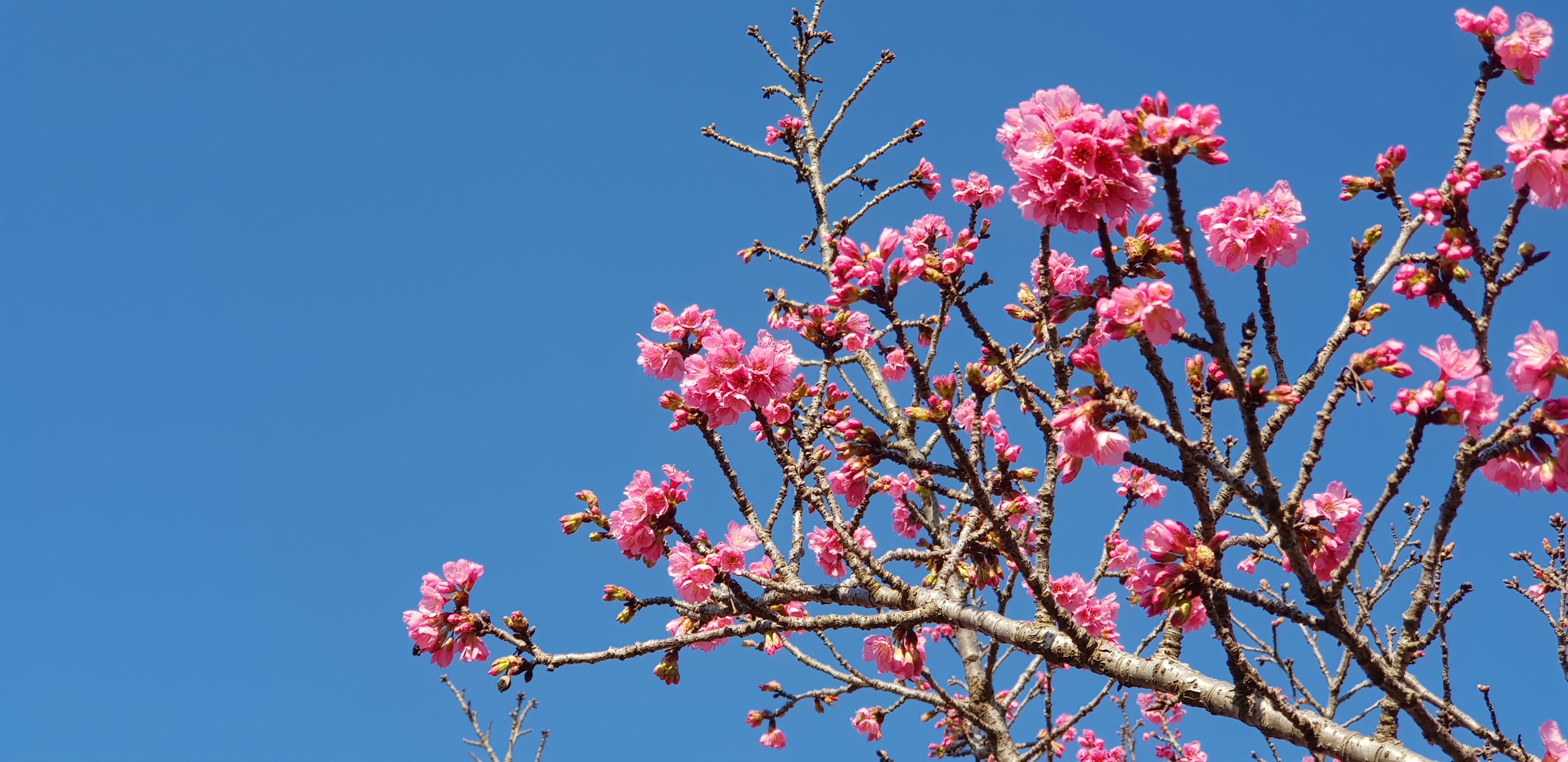 pink color, clear sky, spring, cherry blossom, no people, flowering plant, flower head, beauty in nature, 4K, nature, summer, curitiba, blue, tree, cherry tree, HD Wallpaper