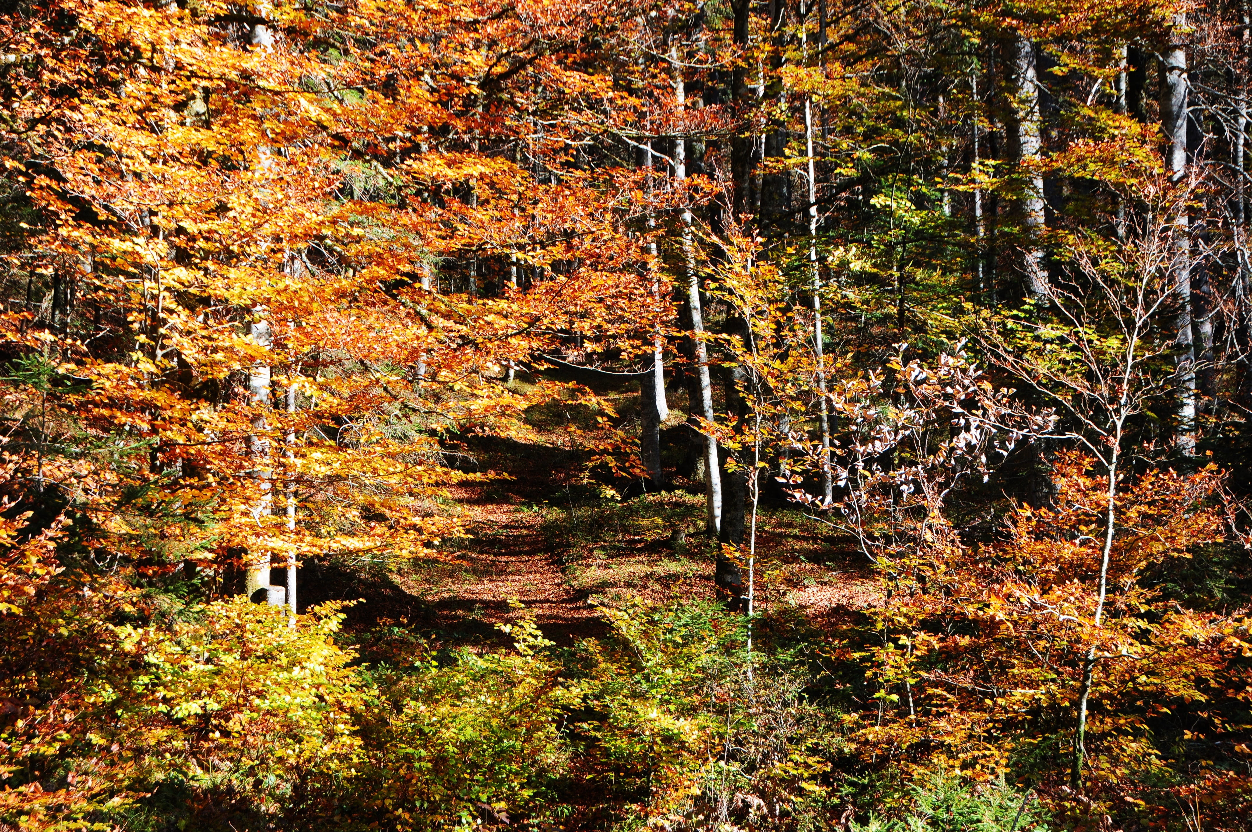 no people, italy, tranquility, outdoors, fall, plant, leaves, autumn, idyllic, 4K, tree, friuli venezia giulia, land, the forest of tarvisio, nature, beauty in nature, HD Wallpaper