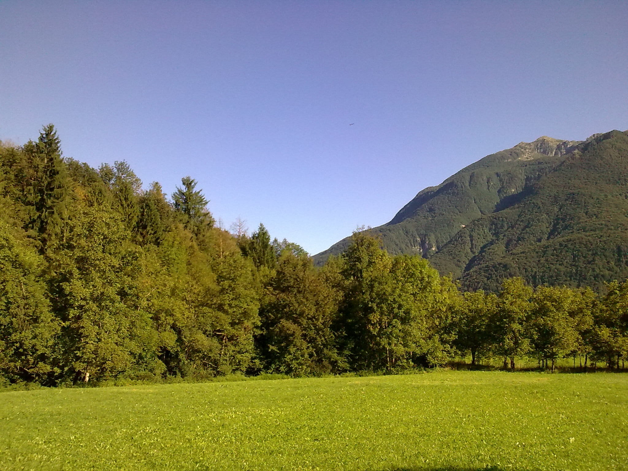 tree, Friuli Venezia Giulia, green, scenics - nature, pine tree, 1080P, tranquility, scenics, grass, green color, environment, landscape, land, coniferous tree, HD Wallpaper