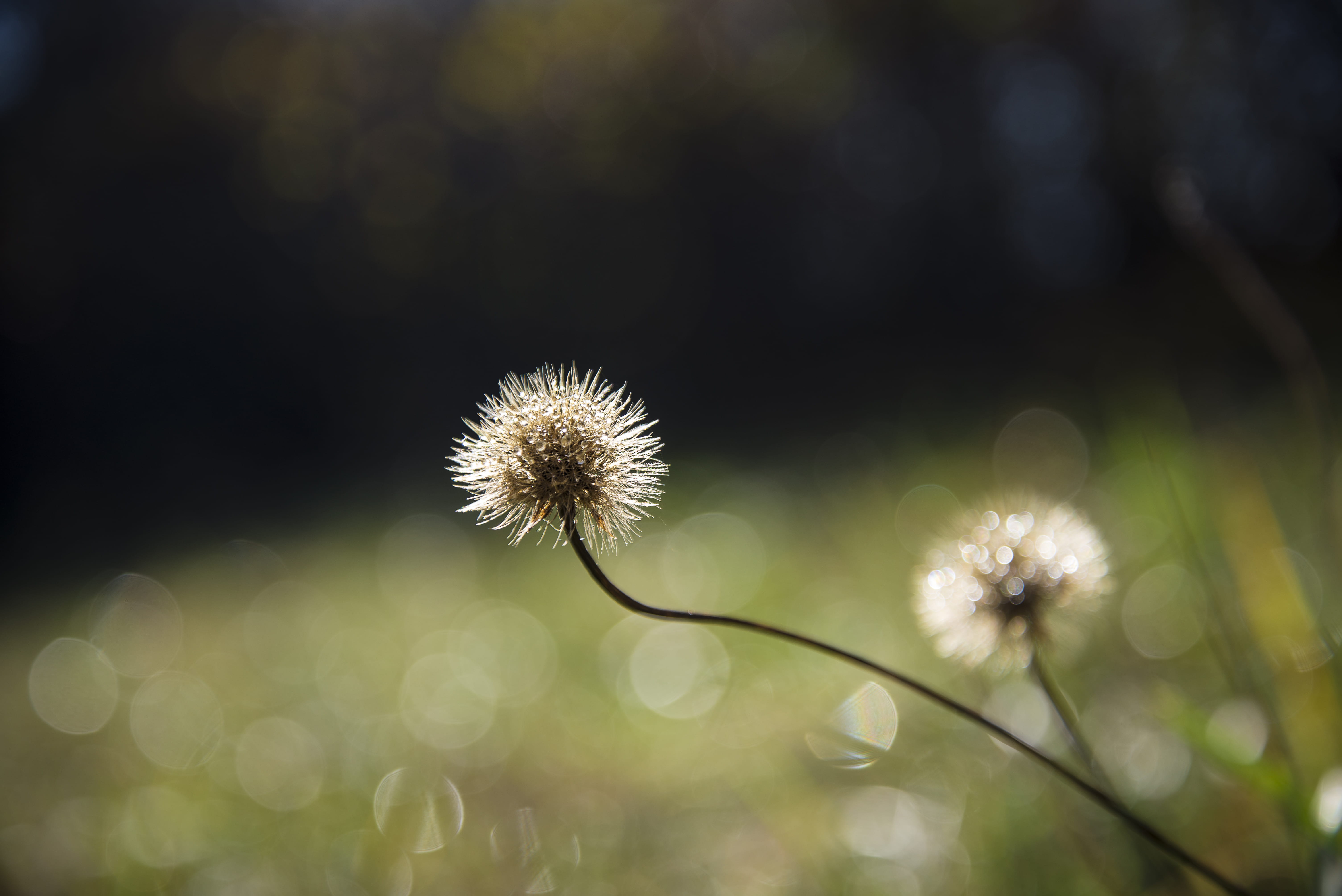 friuli, dandelion, day, no people, plant, italy, close-up, flower head, fragility, detail, flowering plant, vulnerability, 5K, softness, beauty in nature, HD Wallpaper