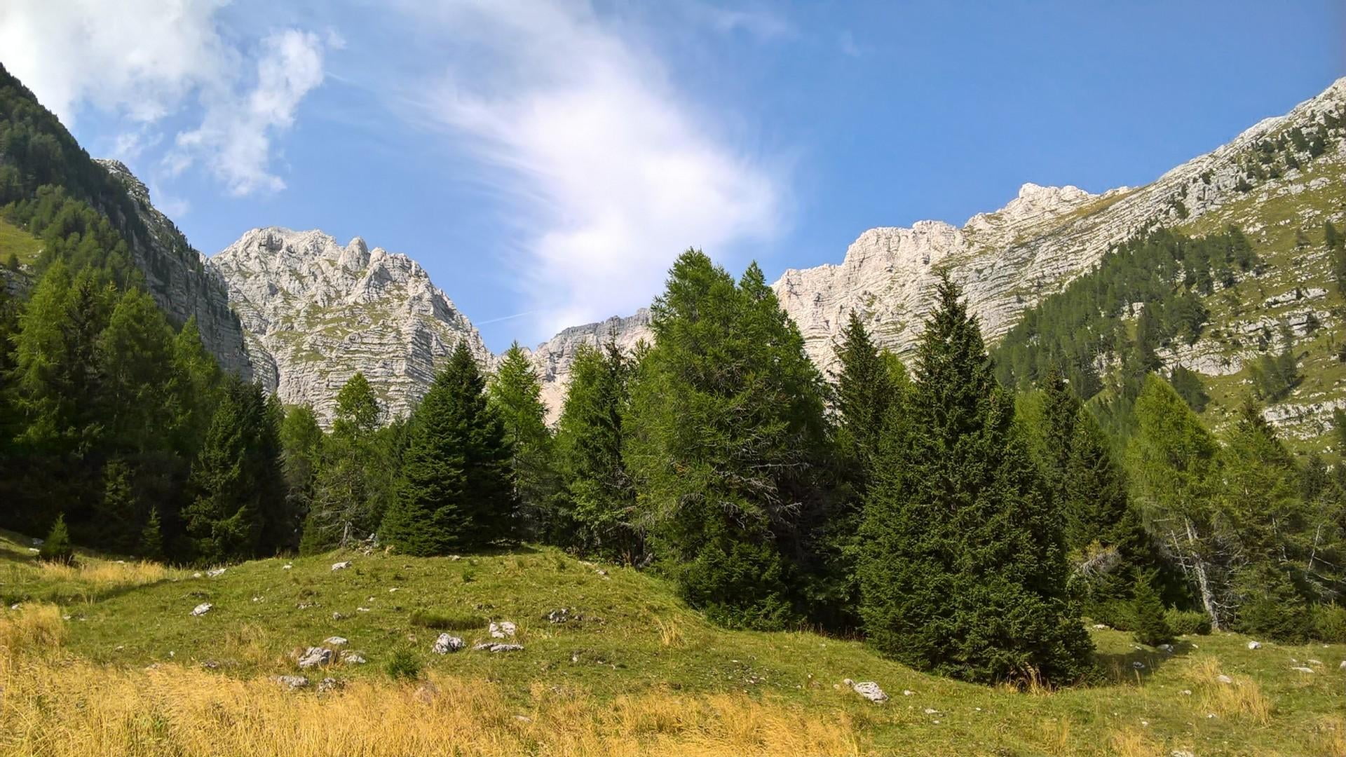 coniferous tree, environment, no people, leaf, field, alps, friuli, plant, cloud, tree, wilderness, grass, day, non-urban scene, woodland, nature, pine tree, HD Wallpaper