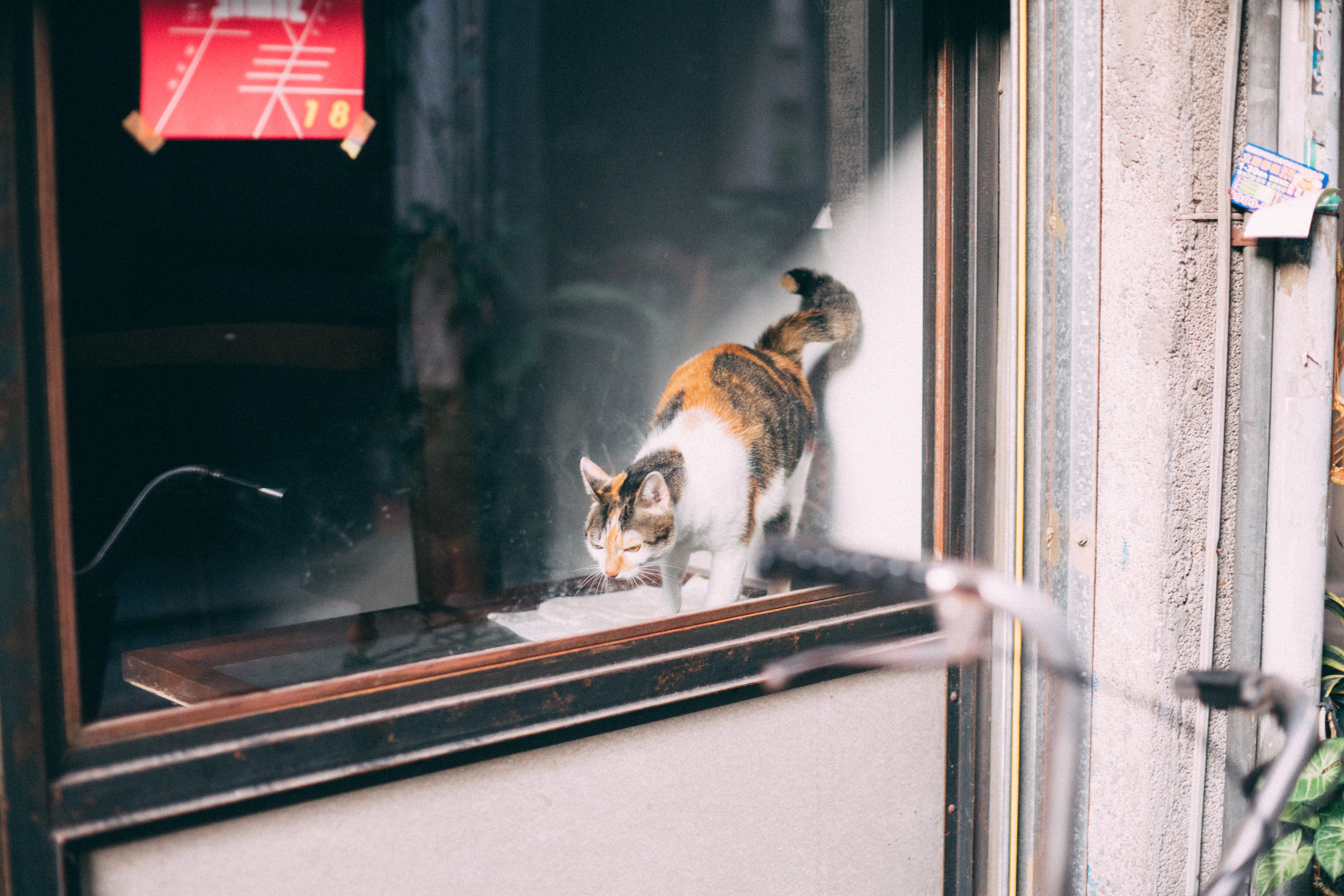 feline, pets, taichung, Street Photography, domestic cat, portrait, outdoors, mammal, no people, vertebrate, day, 5K, window, glass - material, whisker, HD Wallpaper