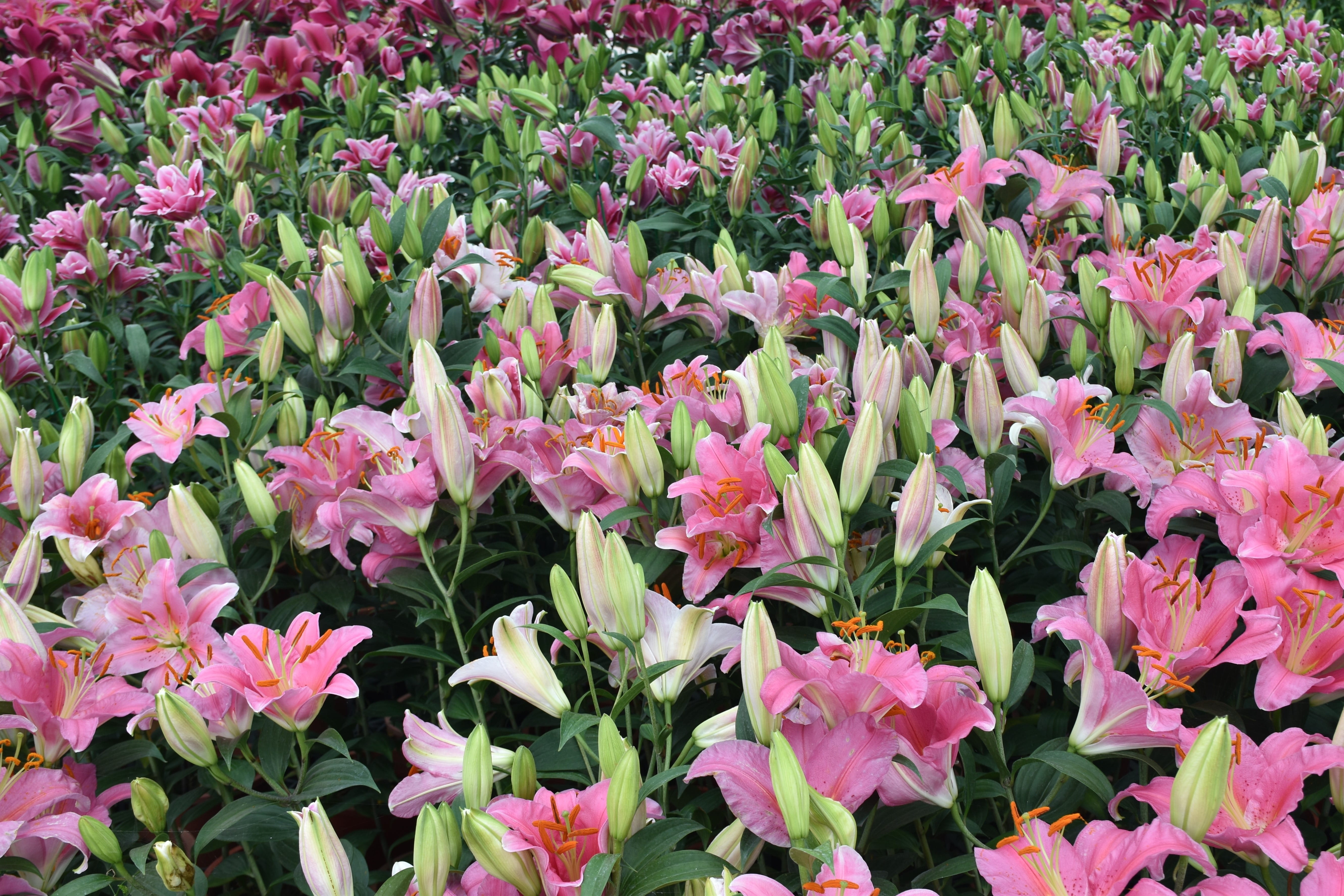 flowerbed, field, botany, backgrounds, inflorescence, full frame, tulip, pink color, garden, chung-she flower garden, summer, springtime, growth, taichung city, HD Wallpaper
