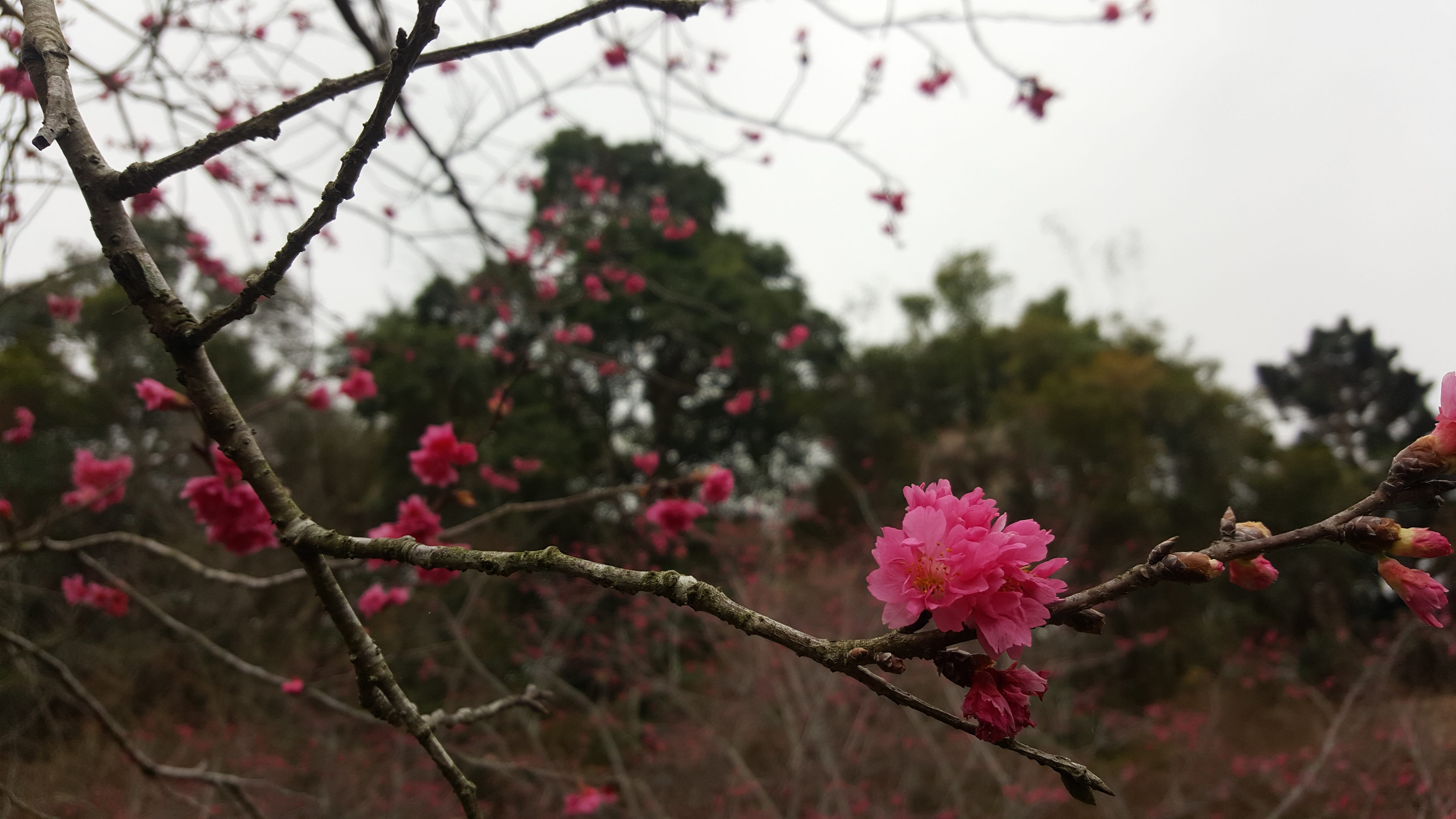 taiwan, taichung, 5K, vulnerability, plant, cherry tree, no people, flower, close-up, fragility, flower head, growth, nature, branch, summit resort, springtime, HD Wallpaper