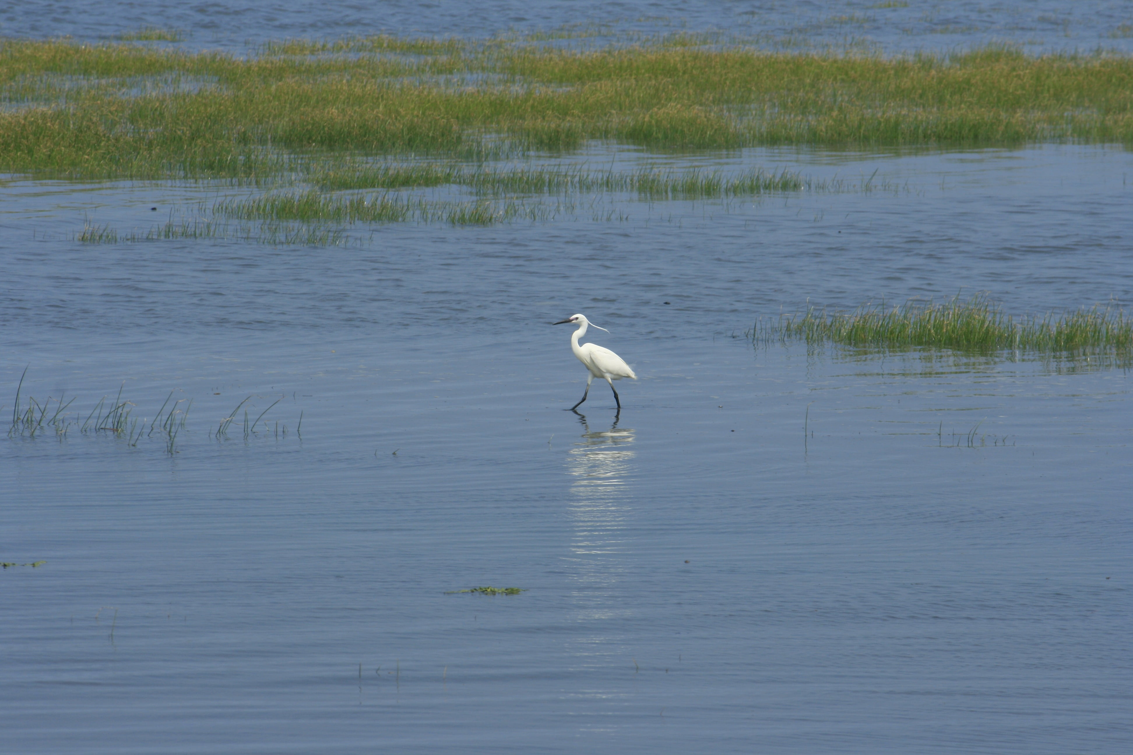 animal themes, great egret, white color, grass, reflection, egret, beauty in nature, taichung, animals in the wild, water, nature, day, wetland, animal, HD Wallpaper