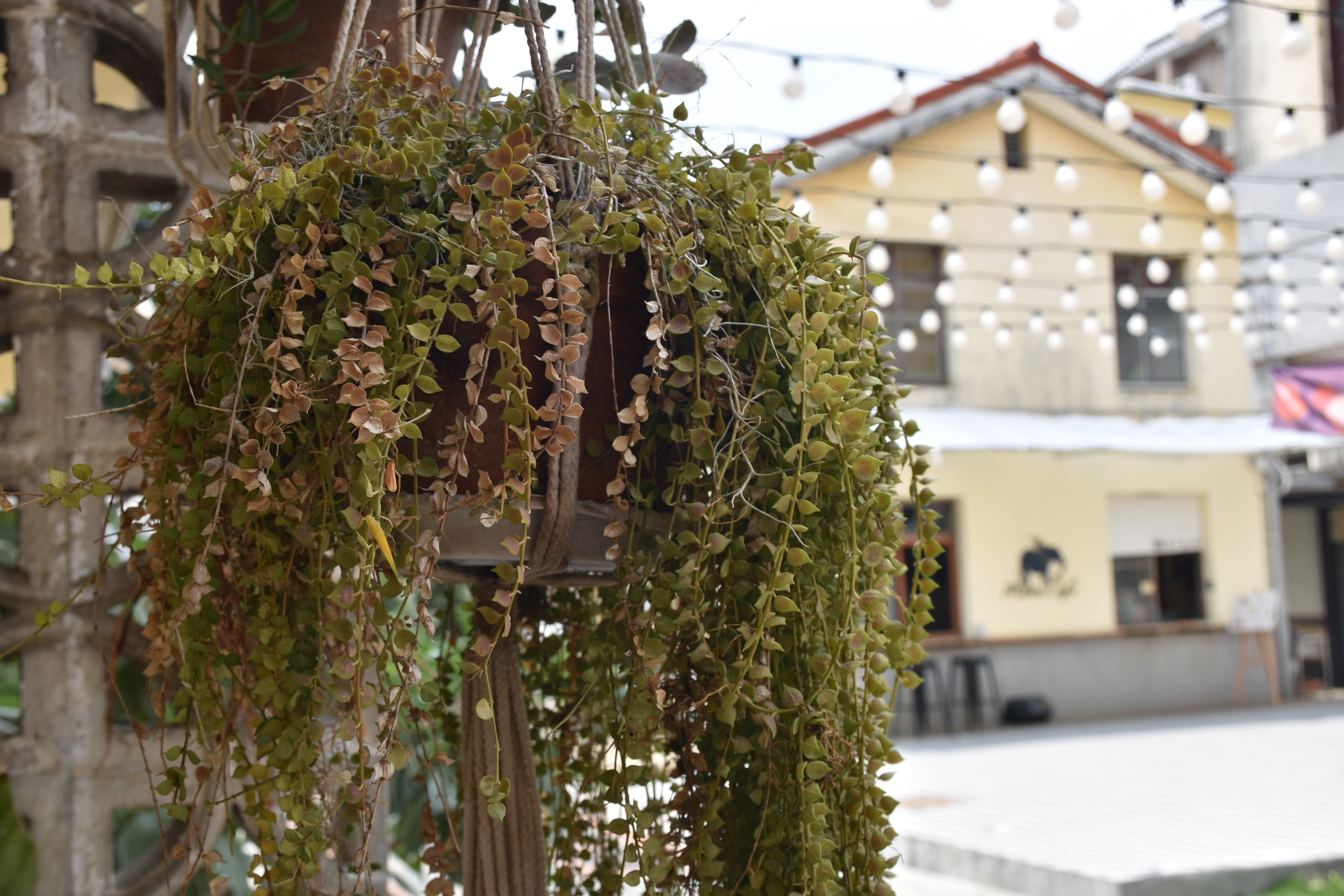 nature, no people, green color, close-up, day, hanging, christmas, house, taiwan, leaf, tree, landscape, building exterior, residential, 5K, built structure, HD Wallpaper
