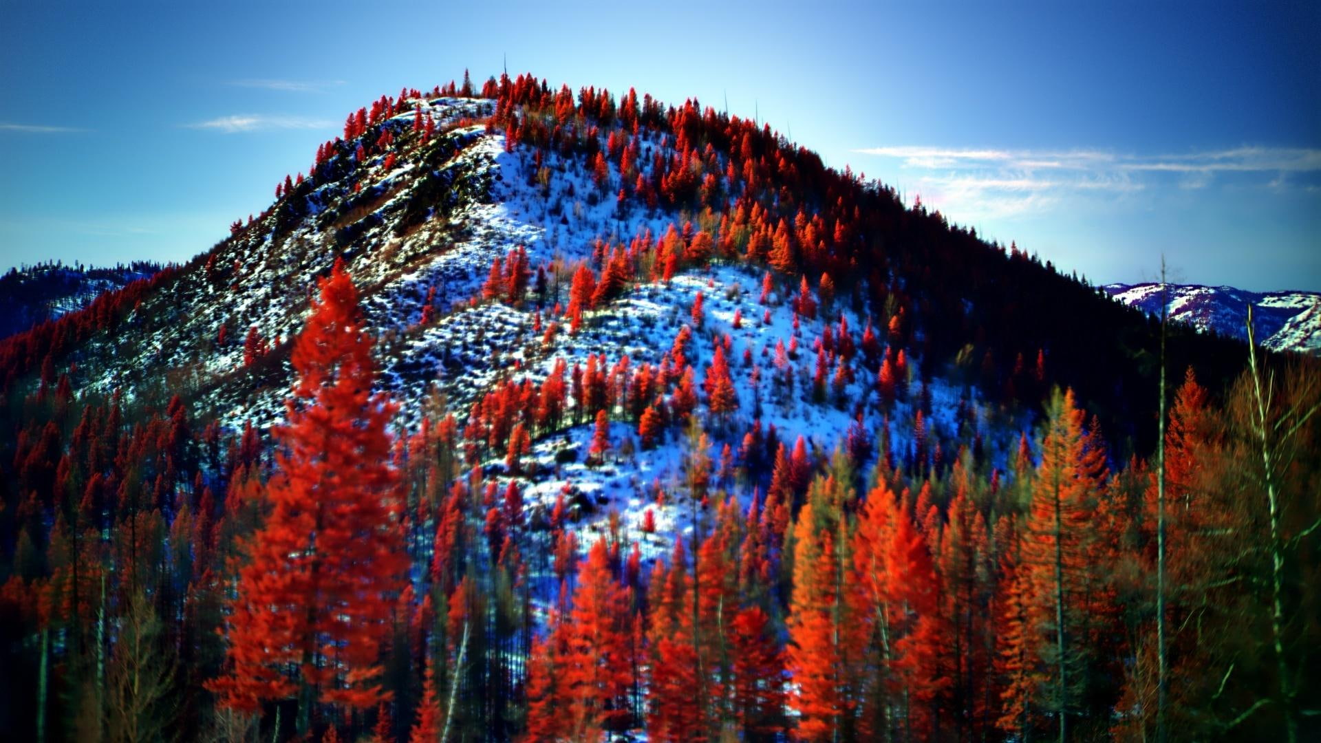 1080P, mountain, nature and landscapes, snow, first, winter, autumn, trees, colors, fall, HD Wallpaper