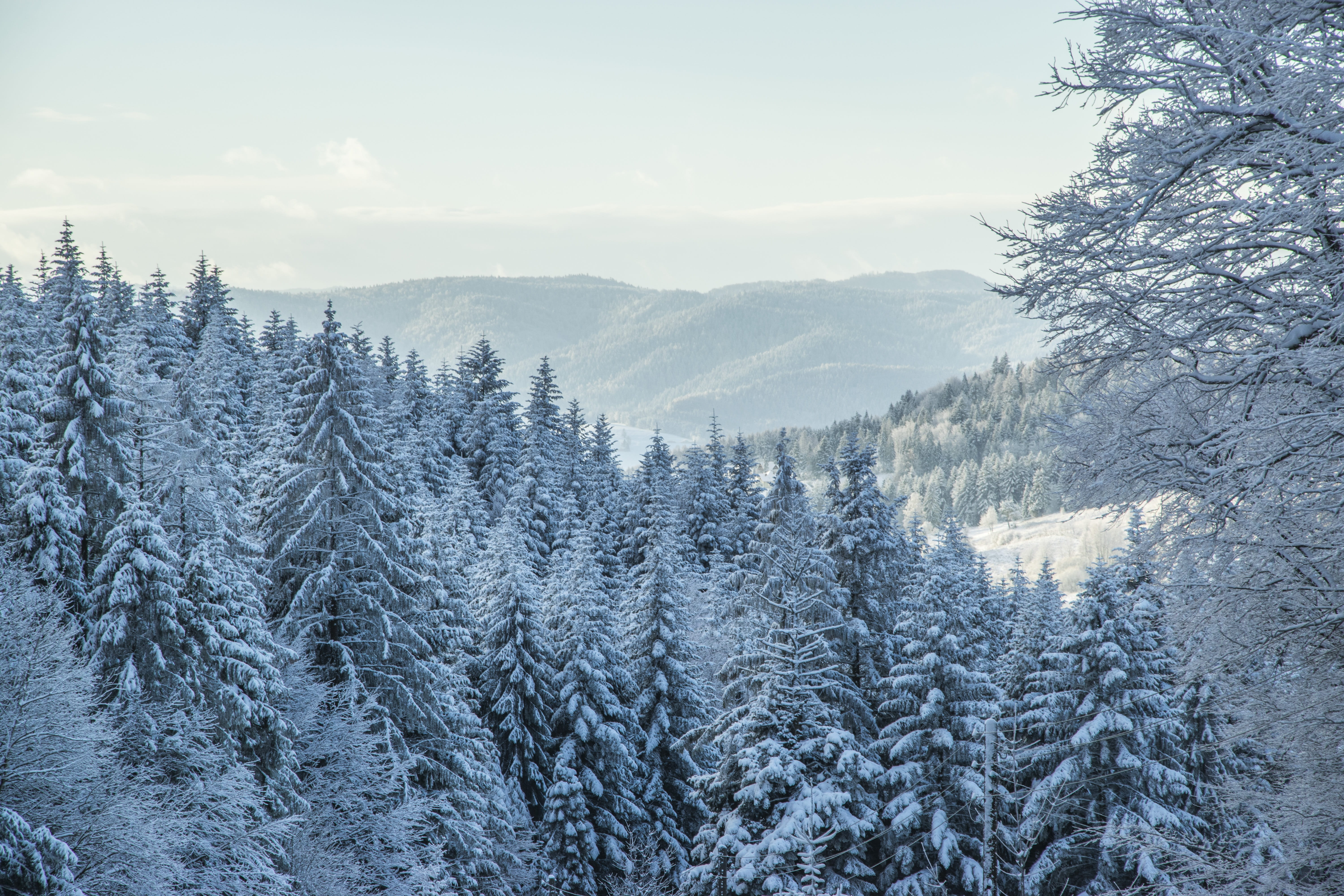 snow, pine trees, cold temperature, plant, pine woodland, forest, cover, beauty in nature, sky, pine tree, environment, first snow, no people, outdoors, HD Wallpaper