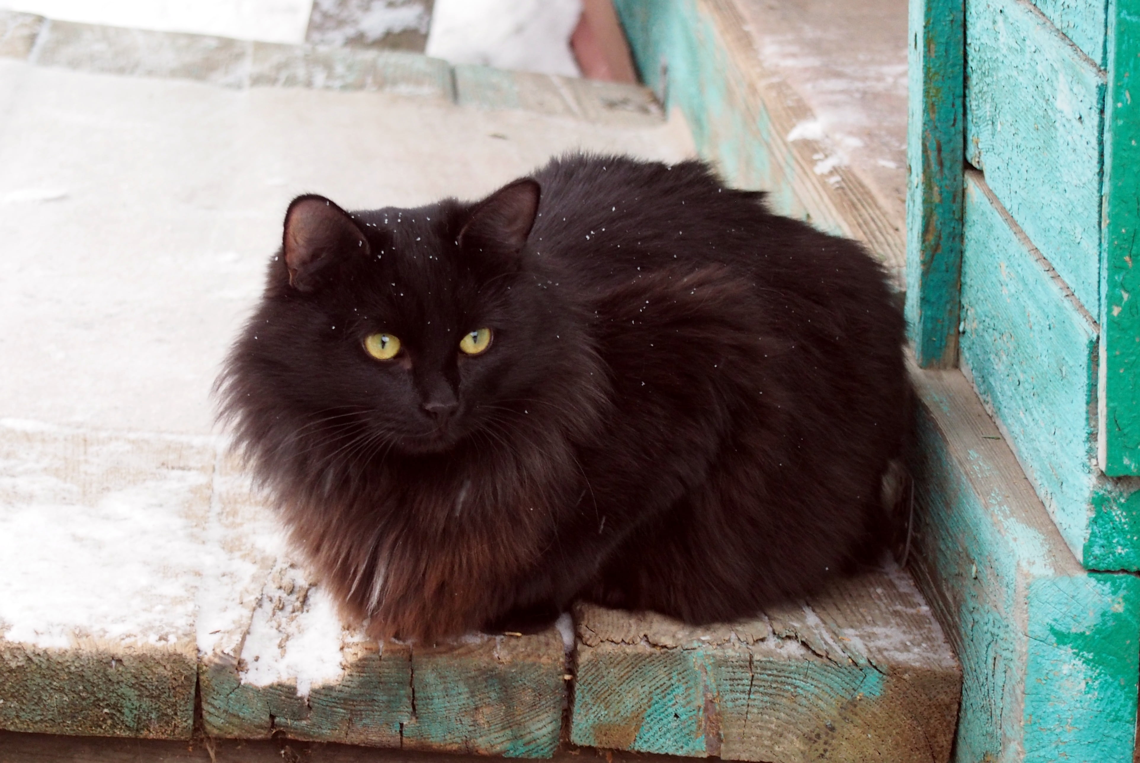 view, one animal, domestic cat, no people, the first snow, portrait, animal eye, dacha, black color, day, domestic, mammal, floor, feline, pets, animals, HD Wallpaper