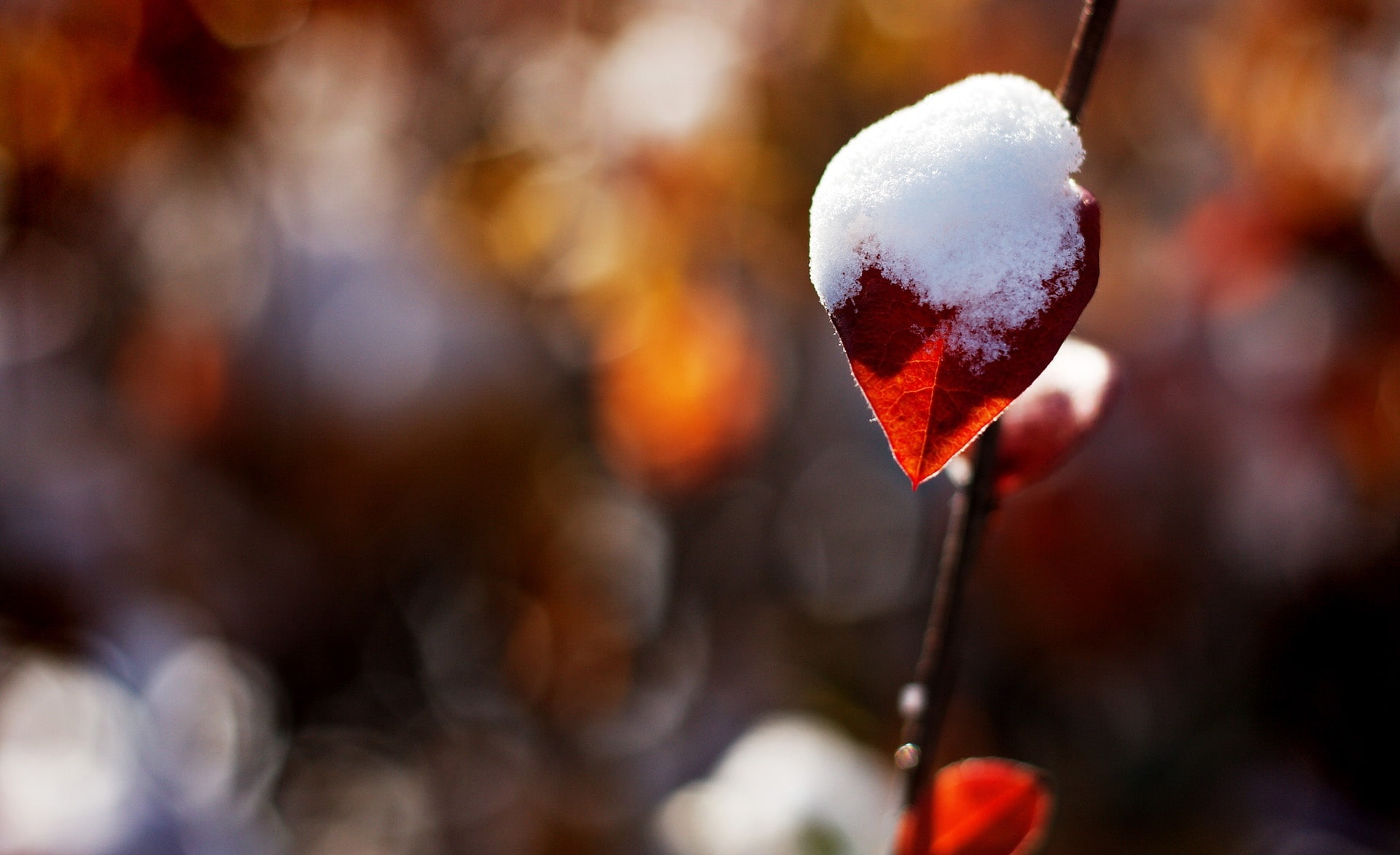 food and drink, close-up, frozen, snow, sweet, photograph, positive emotion, red, food, fruit, cold temperature, Seasons, leave, leaf, focus on foreground, HD Wallpaper