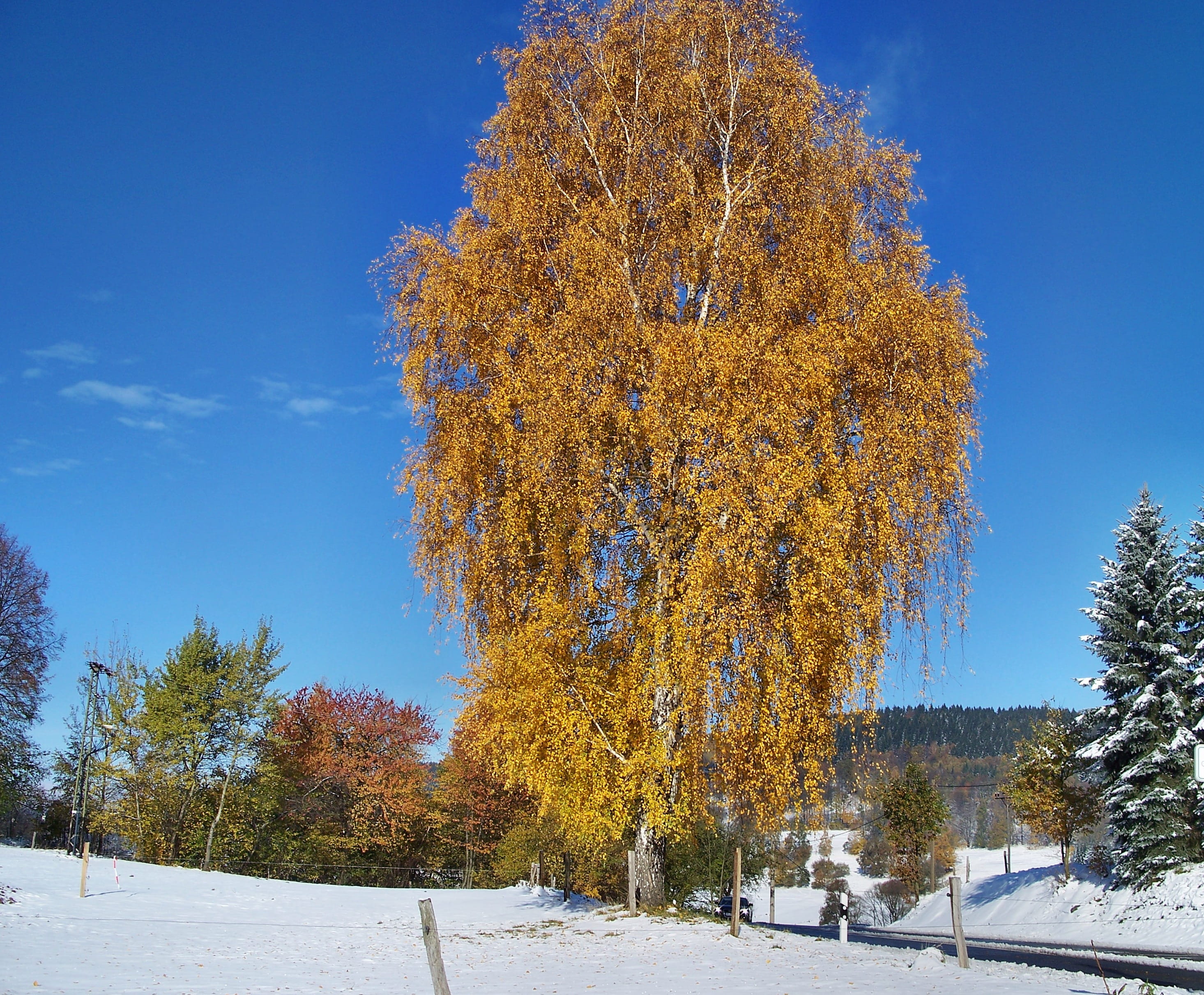 Colorful, autumn, tranquil scene, land, scenics - nature, plant, snow, cold temperature, beauty in nature, tranquility, outdoors, pine tree, nature, landscape, HD Wallpaper