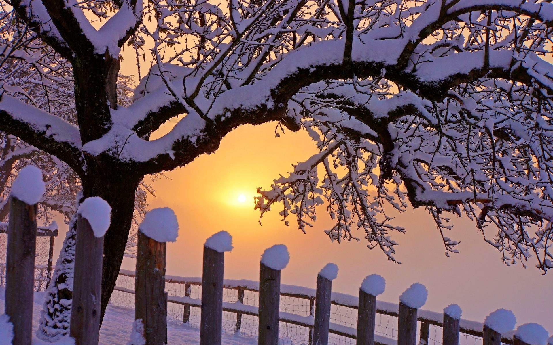 growth, hd, beauty in nature, nature, tree, no people, covered, protection, snow, branch, outdoors, painting, boundary, safety, landscape, first, sunset, HD Wallpaper