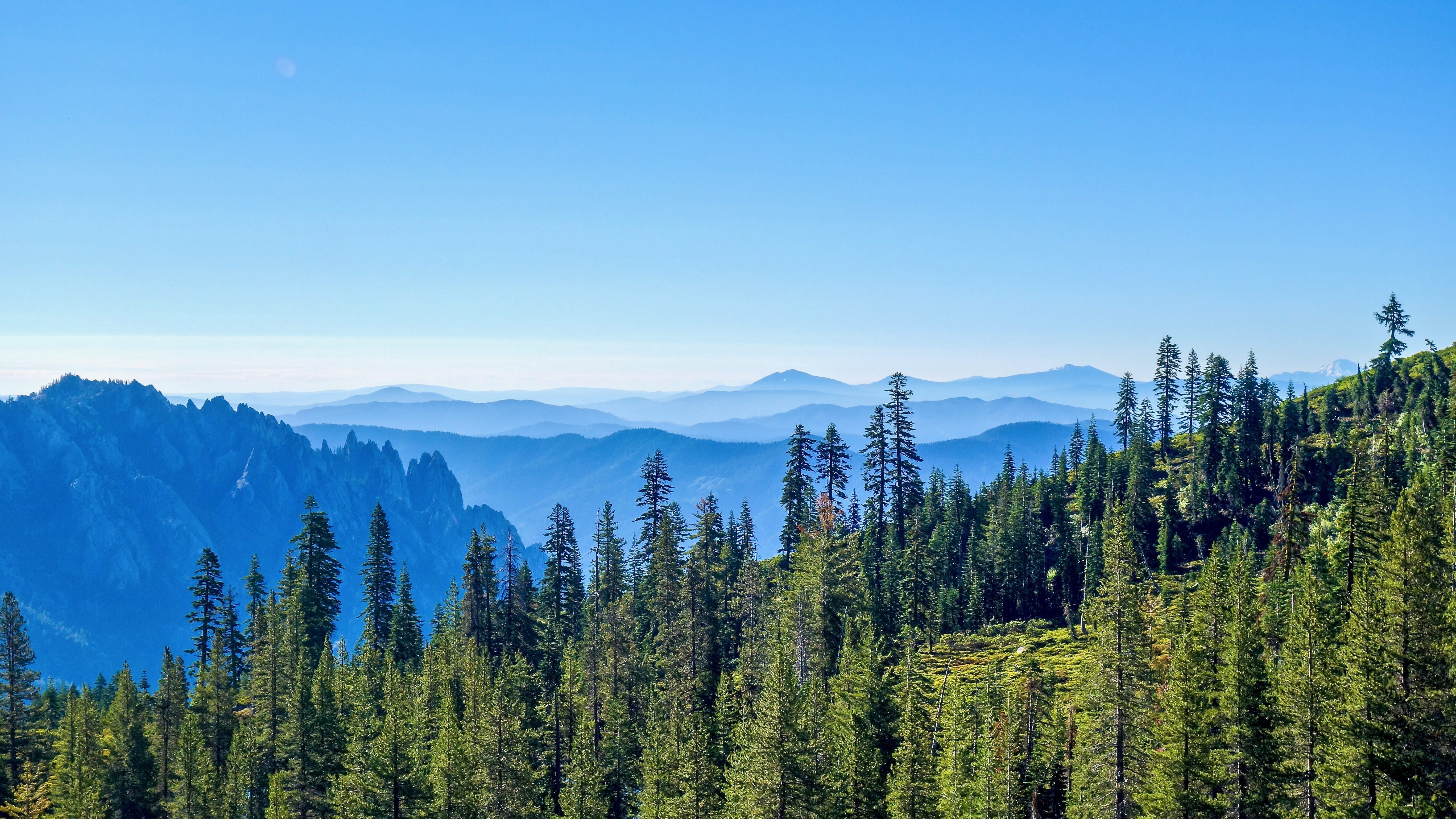tree, scenery, idyllic, day, trees, green, tranquil scene, abies, plant, outdoors, high, clear sky, panoramic, clear, angle, vegetation, pine tree, blue, HD Wallpaper