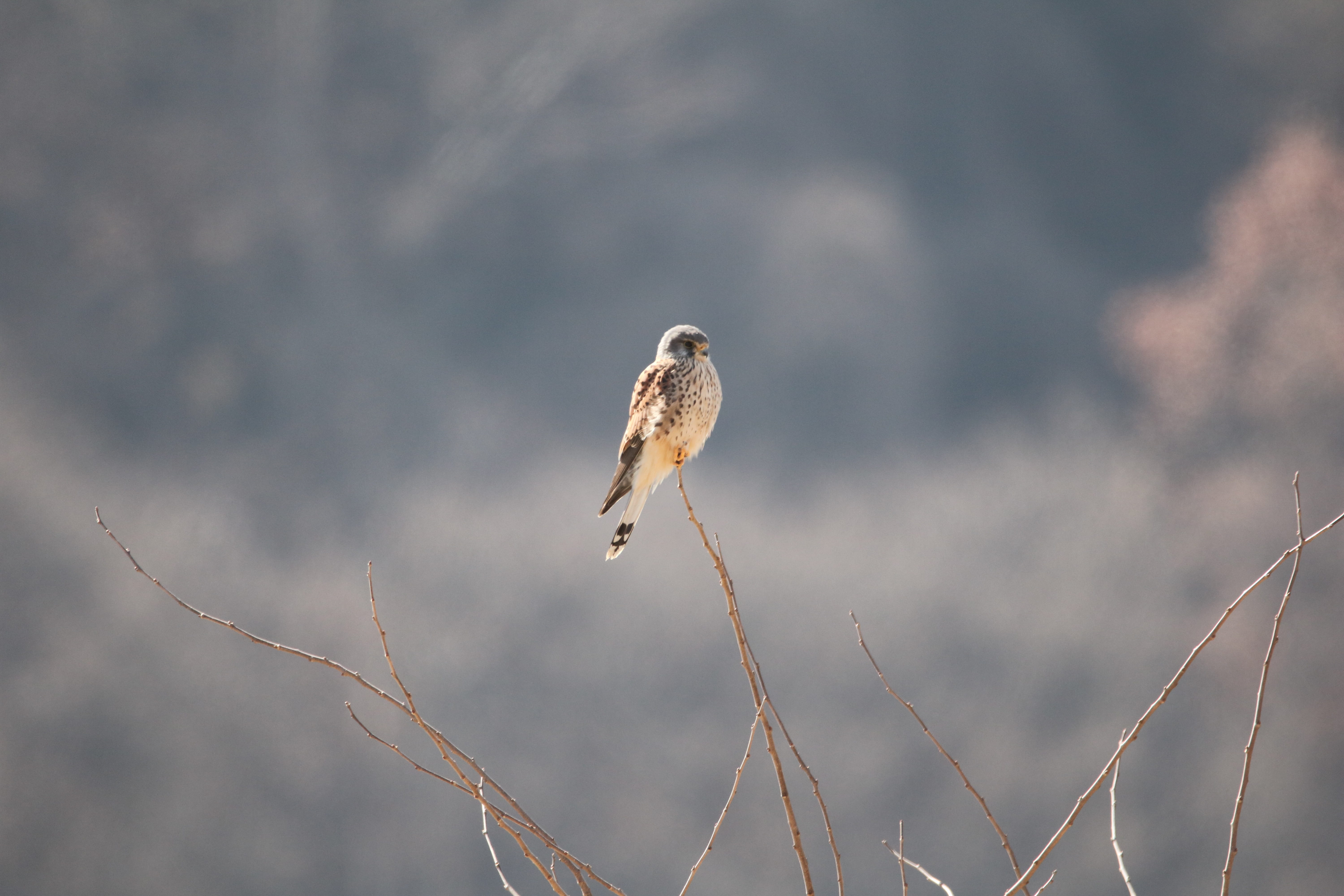 perching, eagle, tree, no people, the korean buzzard, bird, cloud - sky, one animal, plant, falcon - bird, animals in the wild, animal themes, branch, animal wildlife, HD Wallpaper
