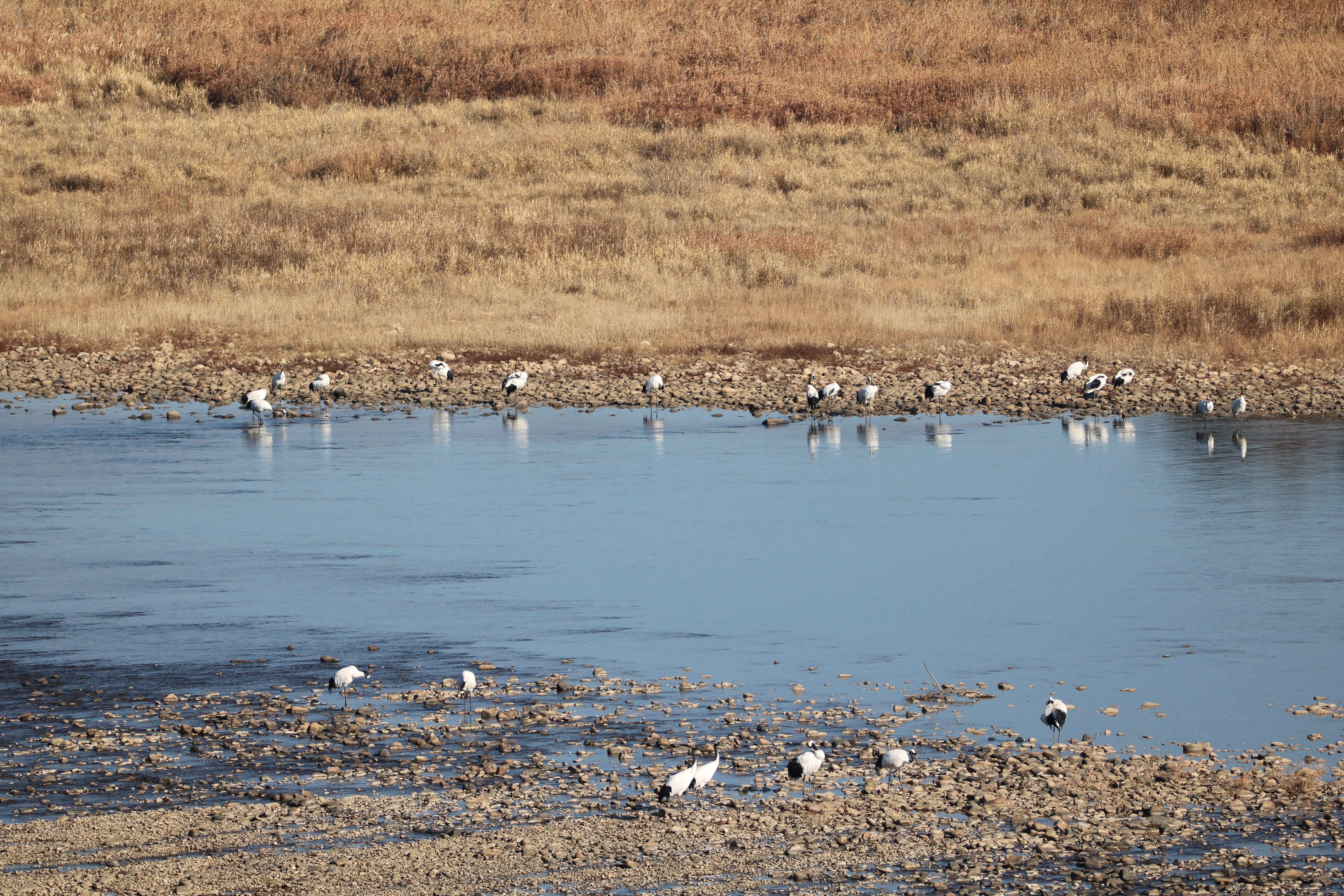 swamp, korea, limjinriver, mammal, mangjae rapids, water, beauty in nature, no people, animal themes, 5K, dmz, bird, lake, flock of birds, environment, HD Wallpaper