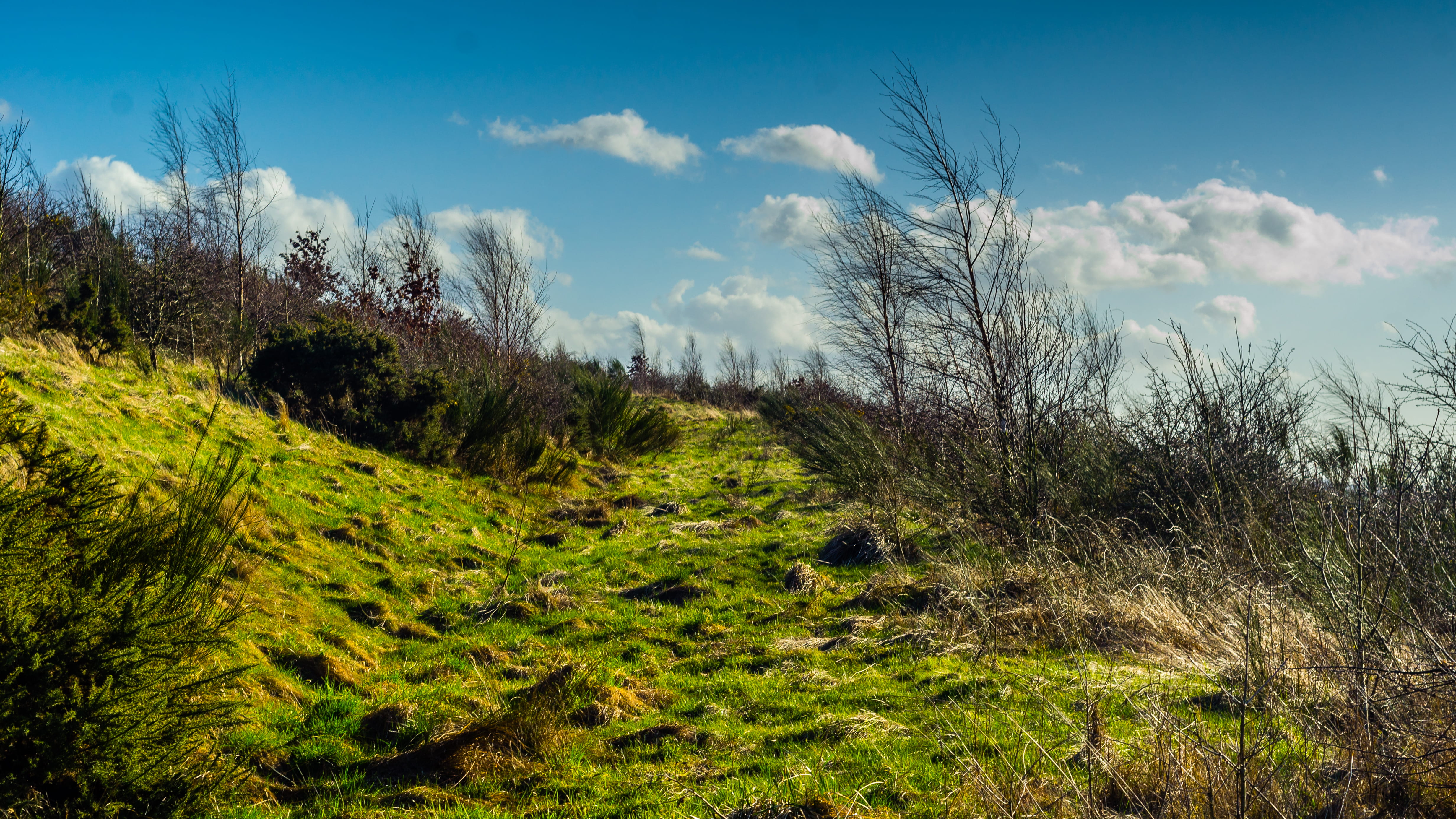green color, tree, nature, non-urban scene, hillside, countryside, plant, 4K, green, tranquil scene, united kingdom, clouds, hill, dinnington, growth, HD Wallpaper