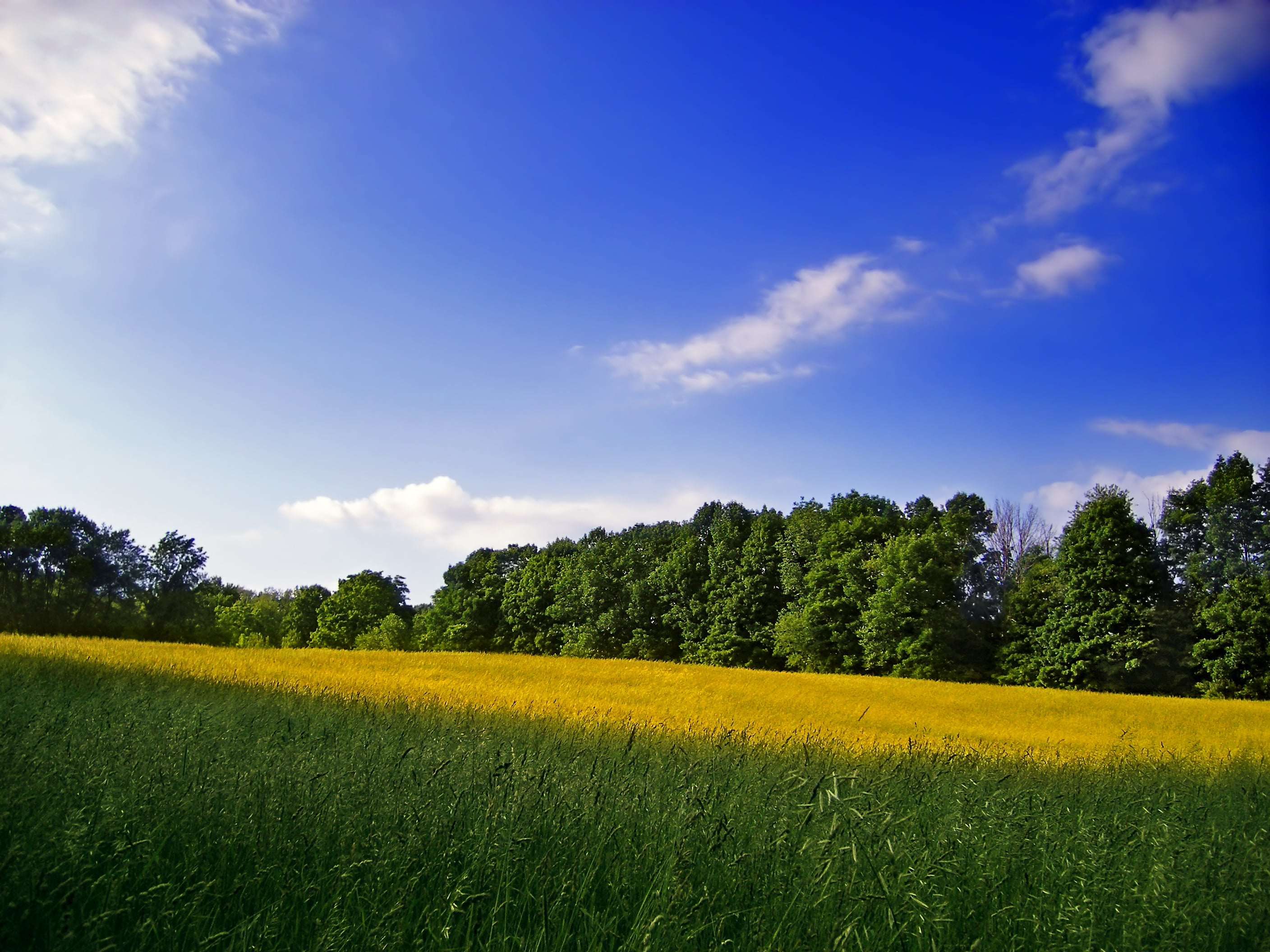 Frelinghuysen Township, landscape, creative commons, farm, grass, field, green, altostratus, grass field, Warren County, green Color, scenics, summer, spring, HD Wallpaper
