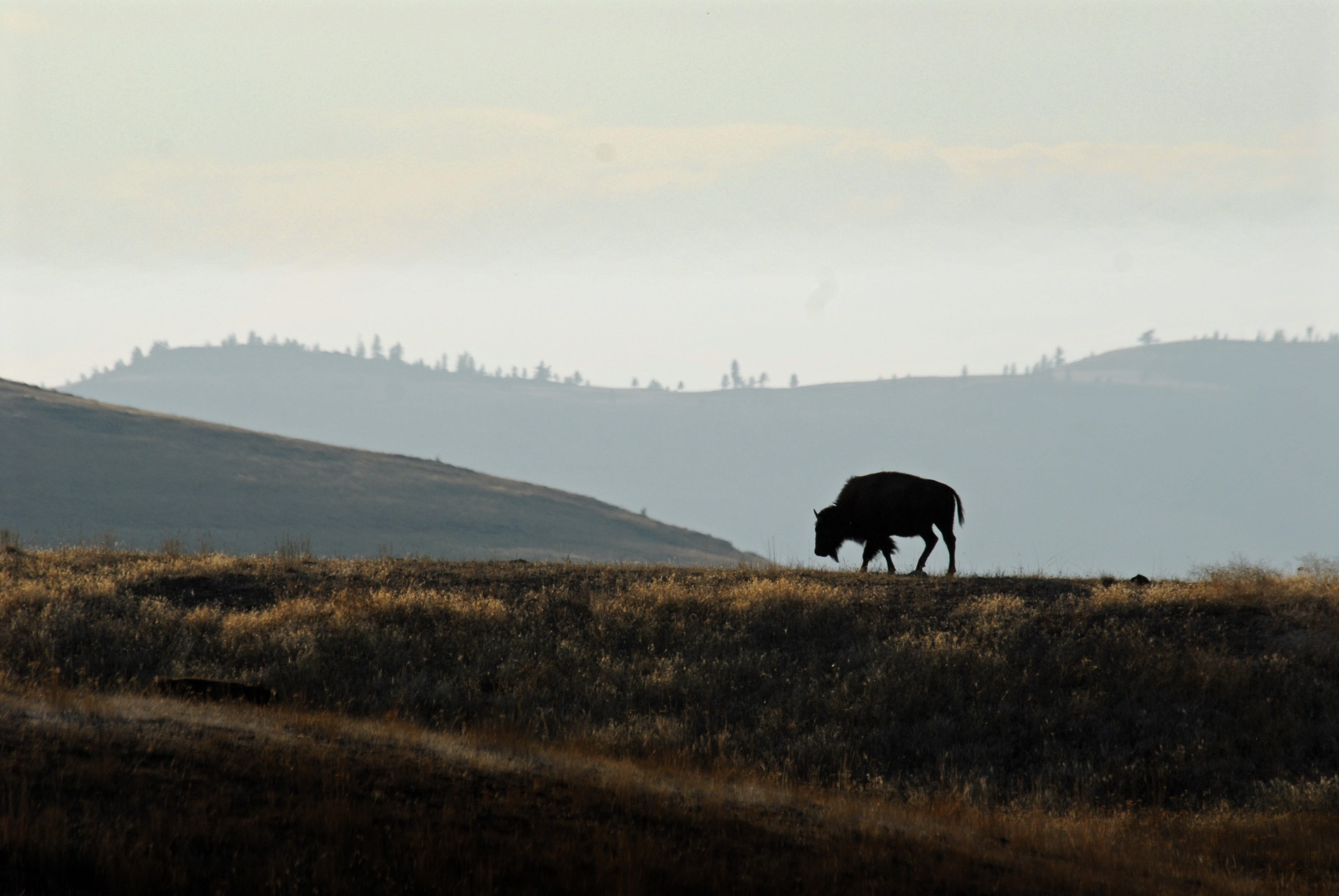 4K, field, livestock, environment, animal themes, grass, herbivorous, montana, outdoors, animal, domestic, plant, pets, mammal, landscape, animals in the wild, HD Wallpaper