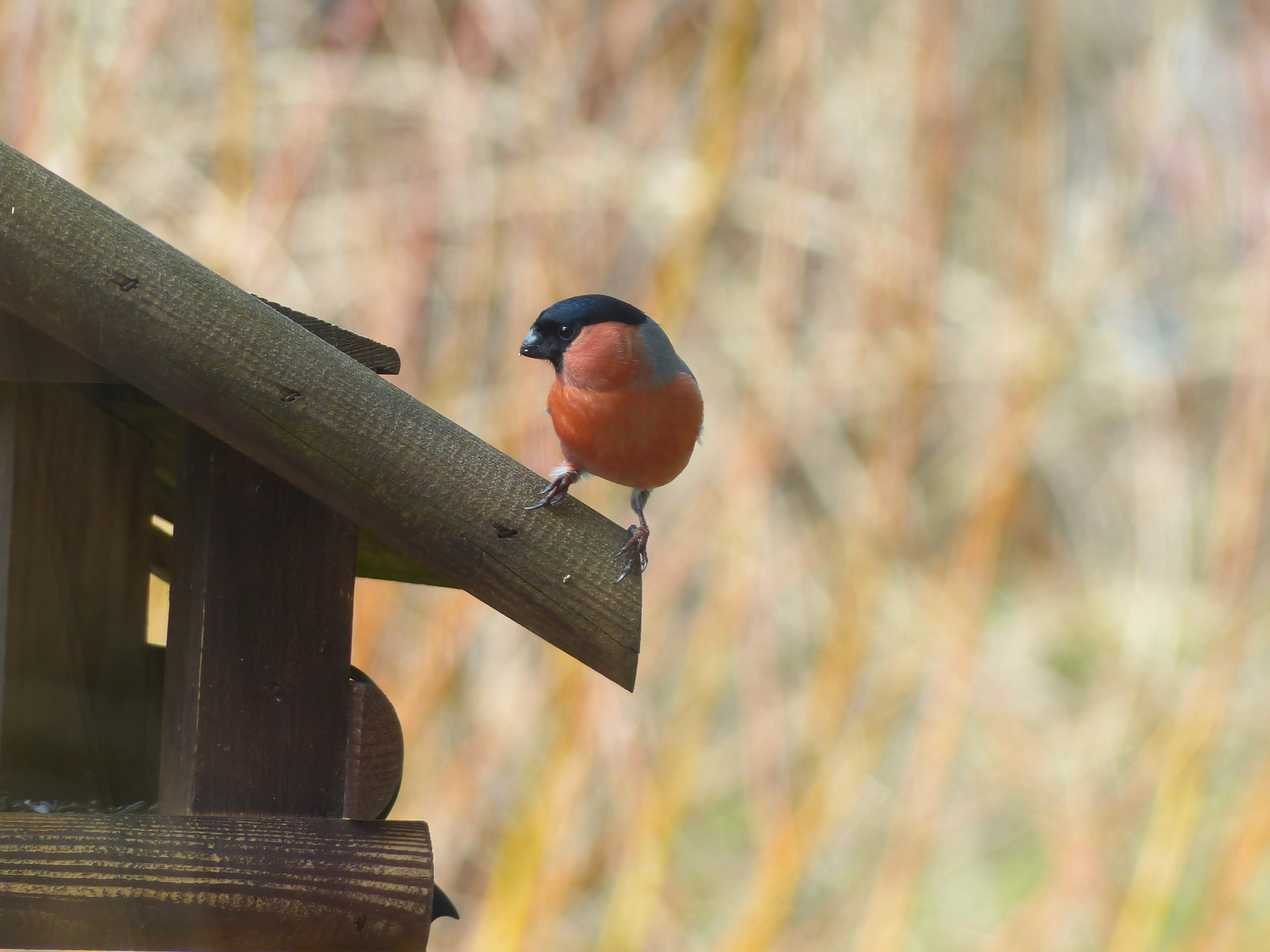 fink, day, one animal, no people, bird, selective, finch, vertebrate, perching, wood - material, animal wildlife, brown, songbird, birdhouse, focus on foreground, HD Wallpaper