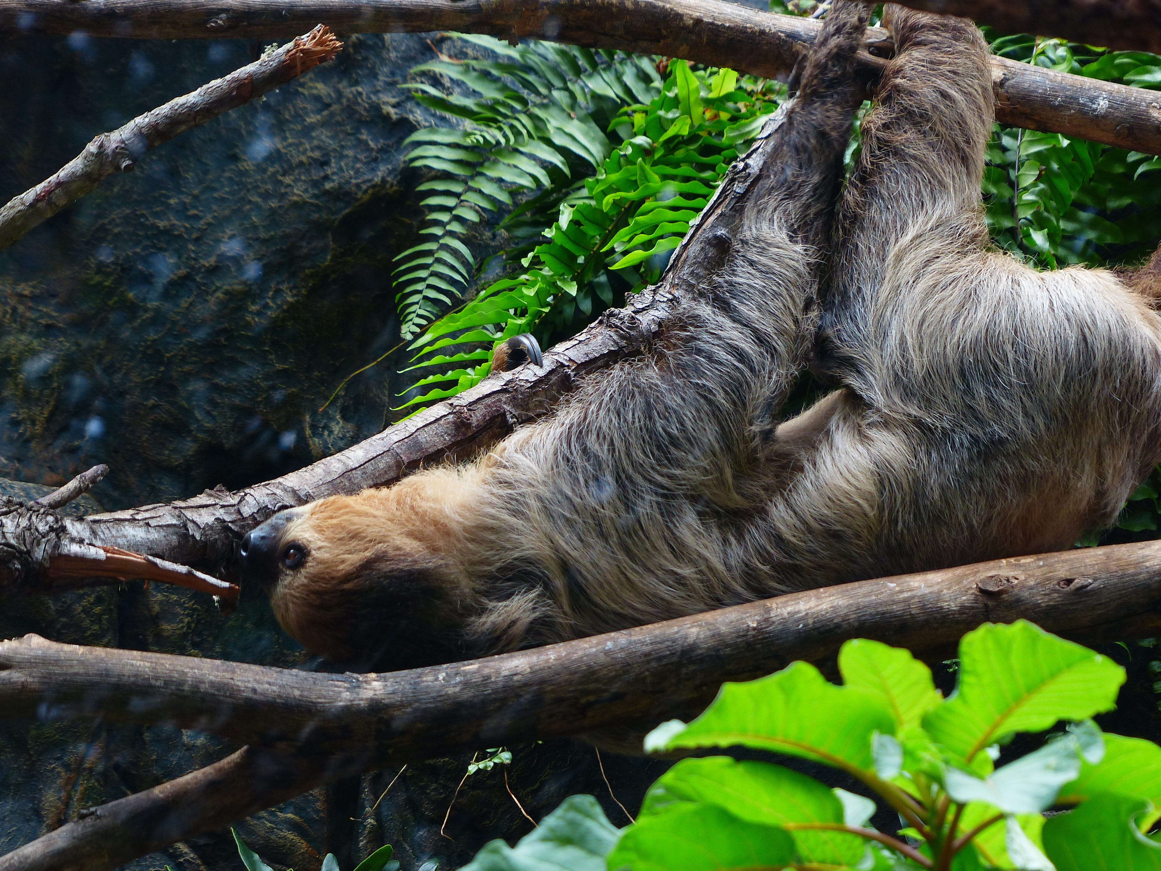 stem, Climb, primate, day, unau, animal, plant part, relaxation, choloepus didactylus, branch, Shimmy, herbivorous, tree, brown, animals in the wild, mammal, HD Wallpaper