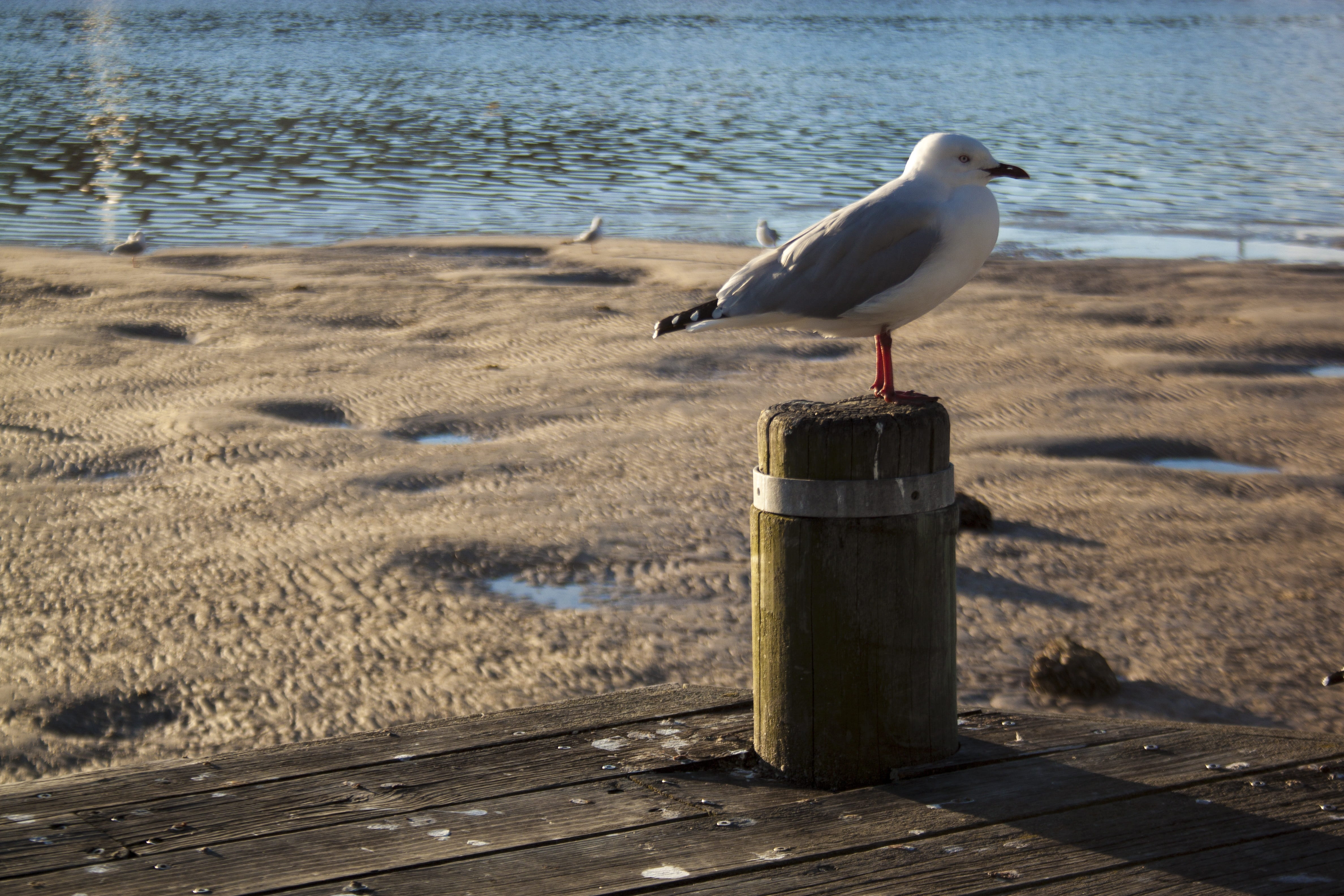 winter, travel, seagull, sea, animal, reflection, sand, sky, wooden post, seashore, ocean, bird, land, animals in the wild, perching, nature, wood - material, HD Wallpaper