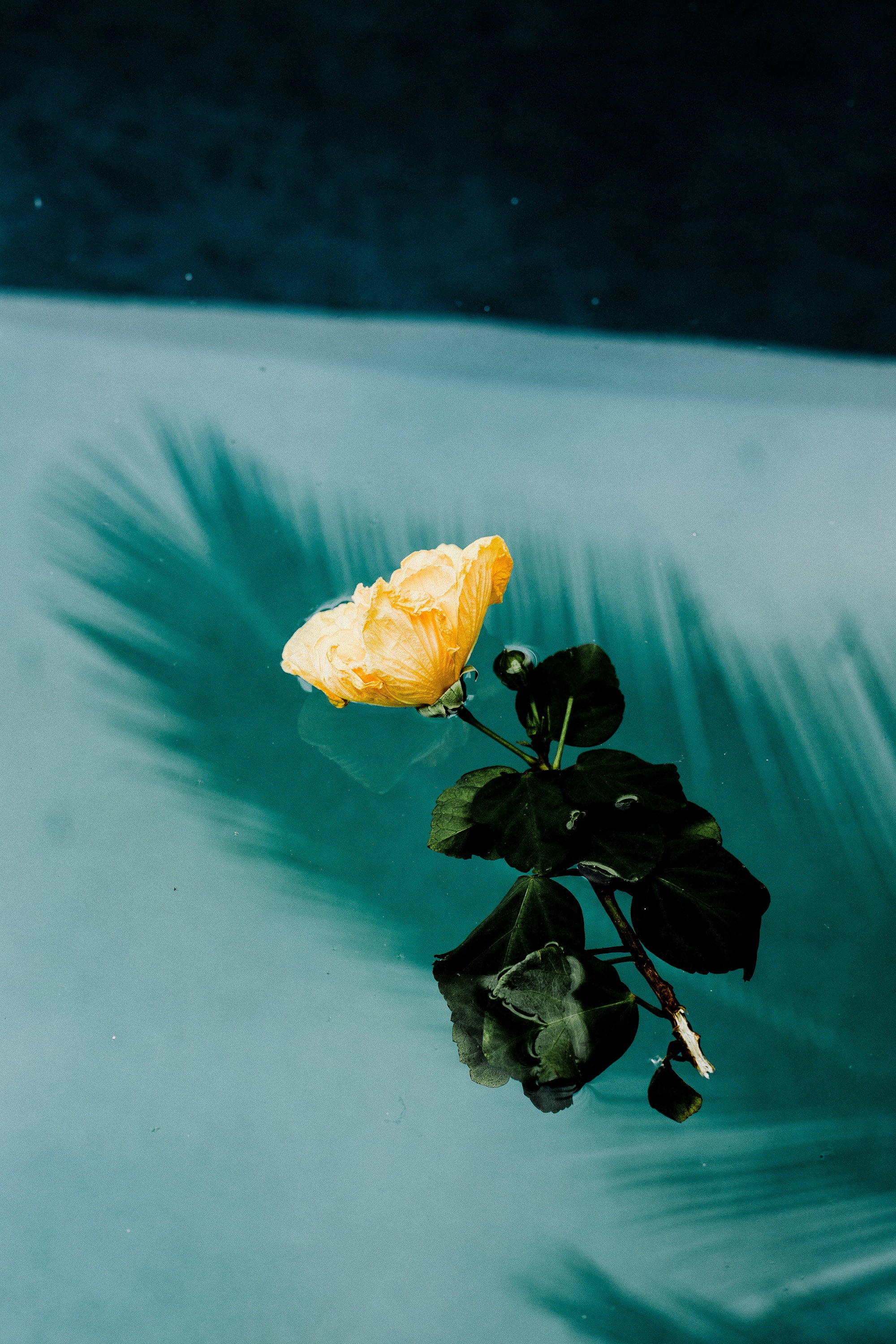 flower, melancholia, moisture, water, 2K, Phone HD Wallpaper