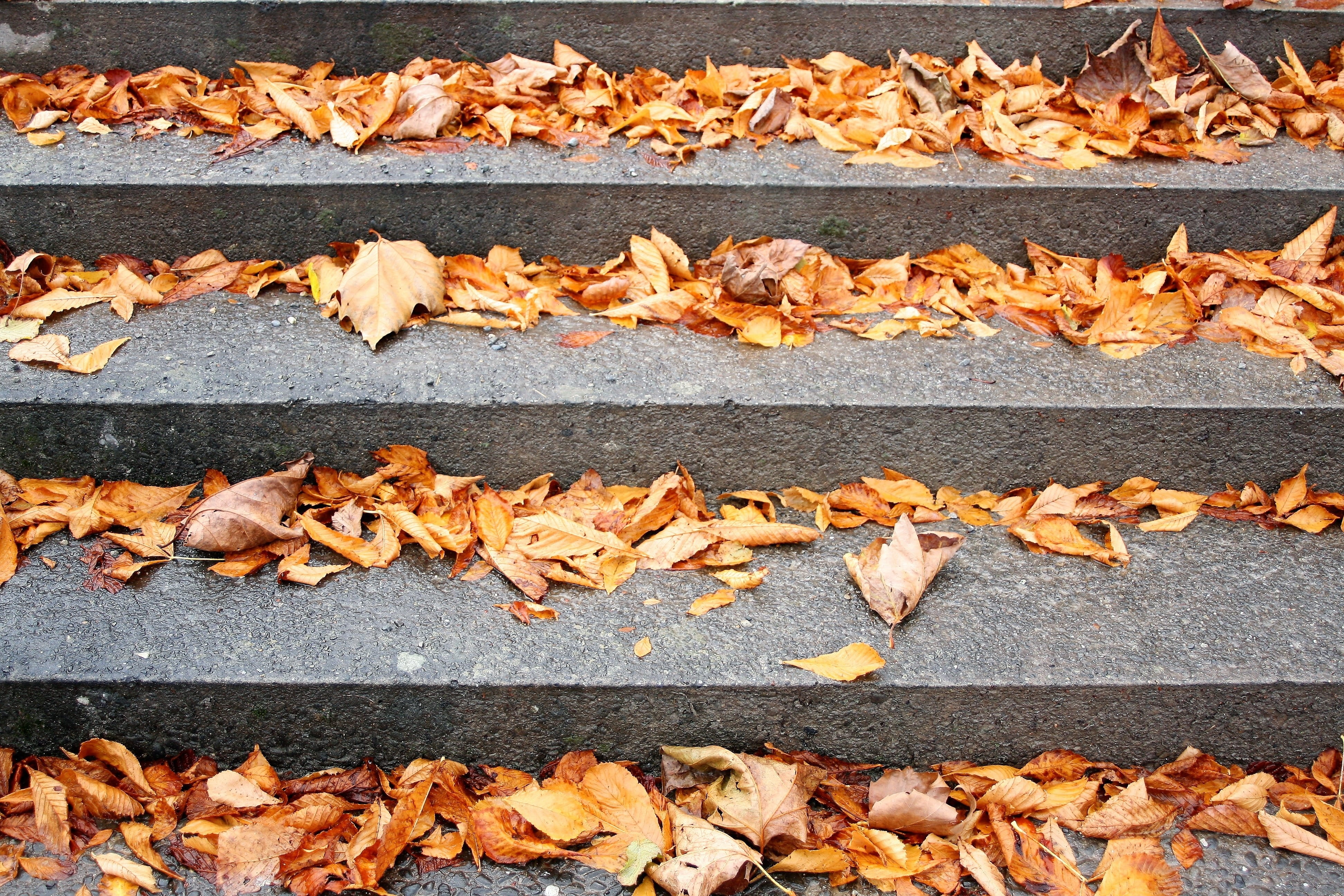 stair, large group of objects, concrete, tranquility, full frame, yellow, park, dried, dry, leaves, leaf, autumn, falling, backgrounds, land, www, outdoors, HD Wallpaper