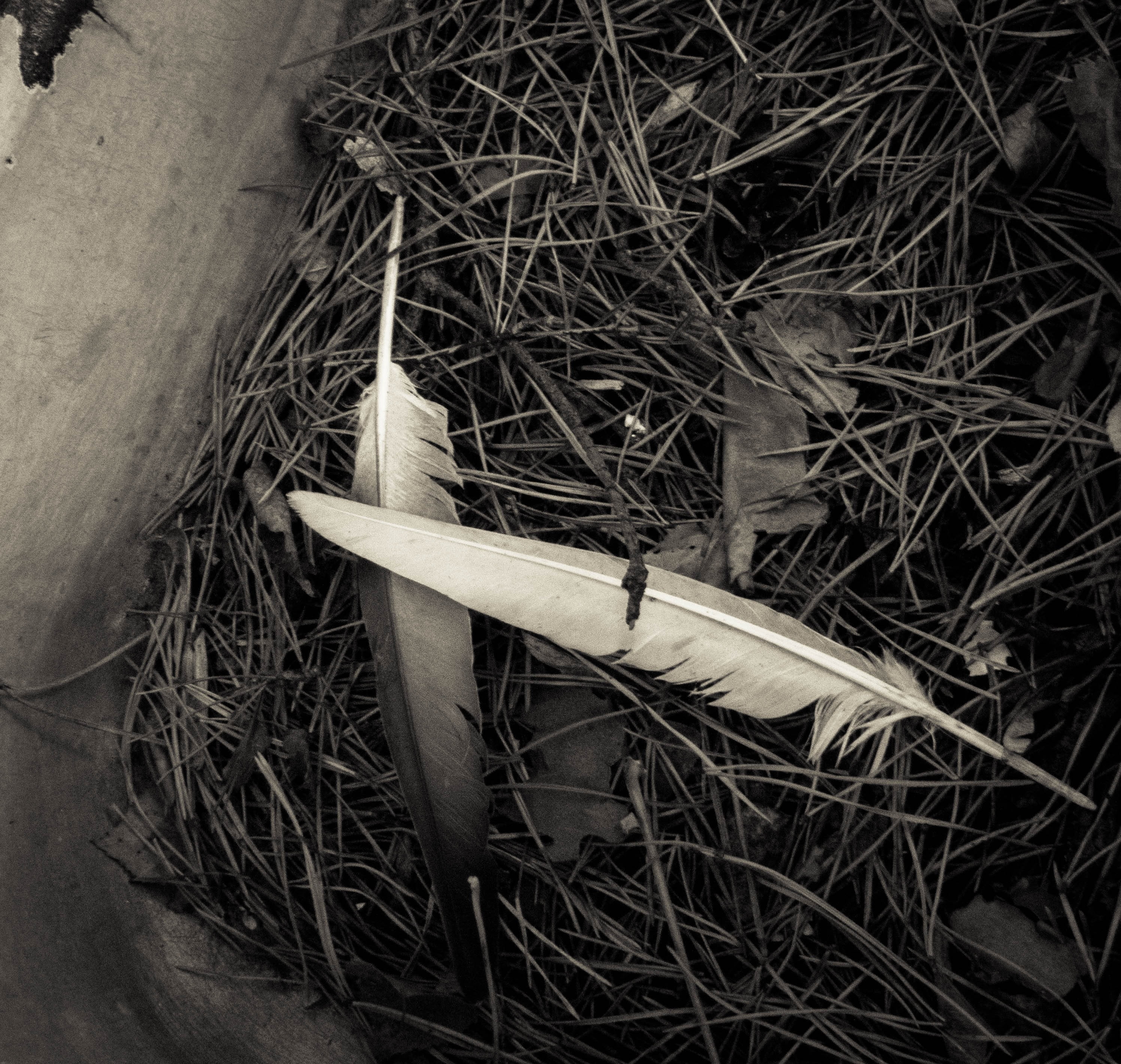 wood - material, needles, the gloom, dry, twig, close-up, single object, feathers, day, directly above, still life, melancholia, 2K, autumn, growth, no people, HD Wallpaper