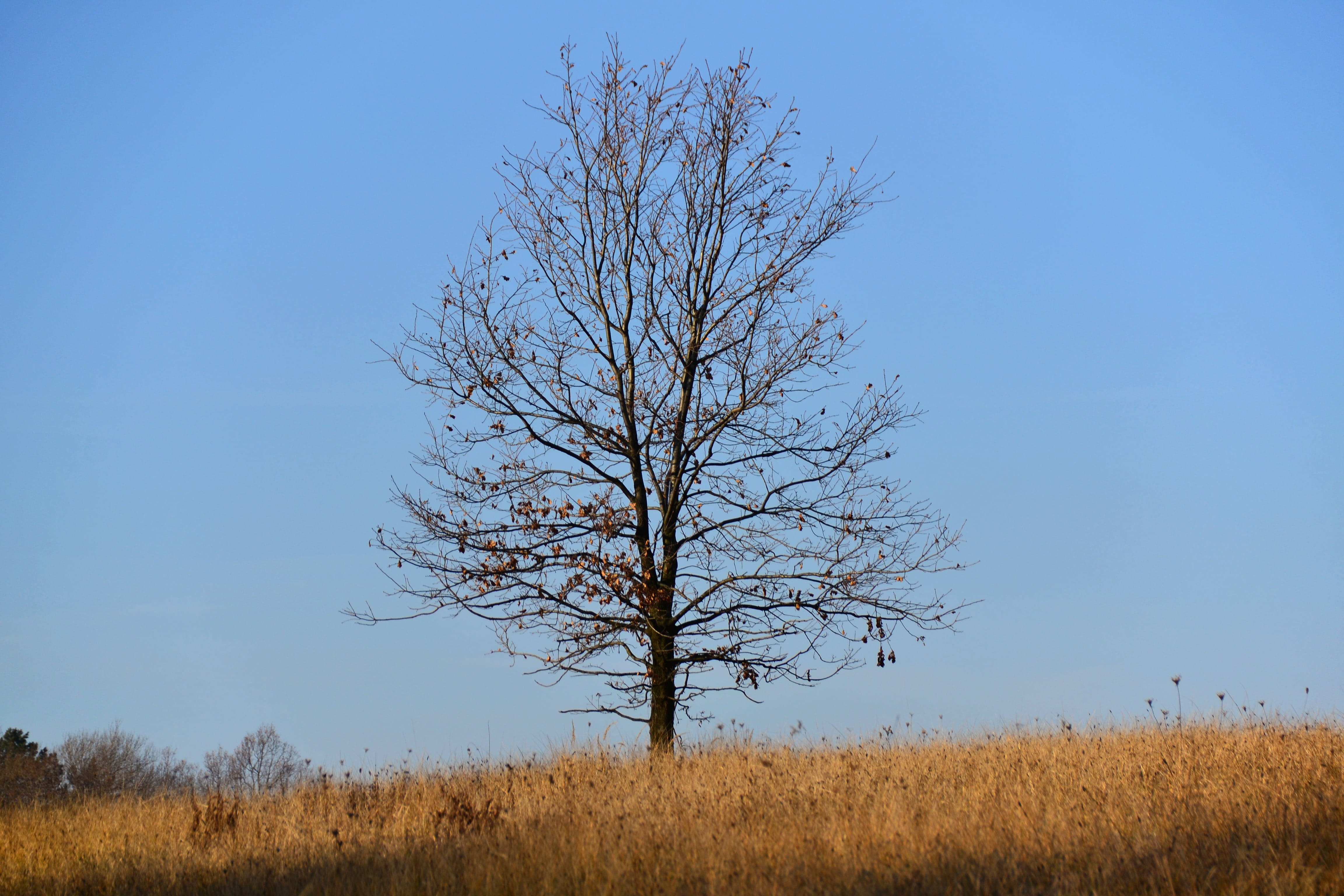 bare tree, landscape, the beauty of nature, nature, loneliness, plant, blue, outdoors, reverie, time, beauty in nature, no people, tranquil scene, clear sky, HD Wallpaper