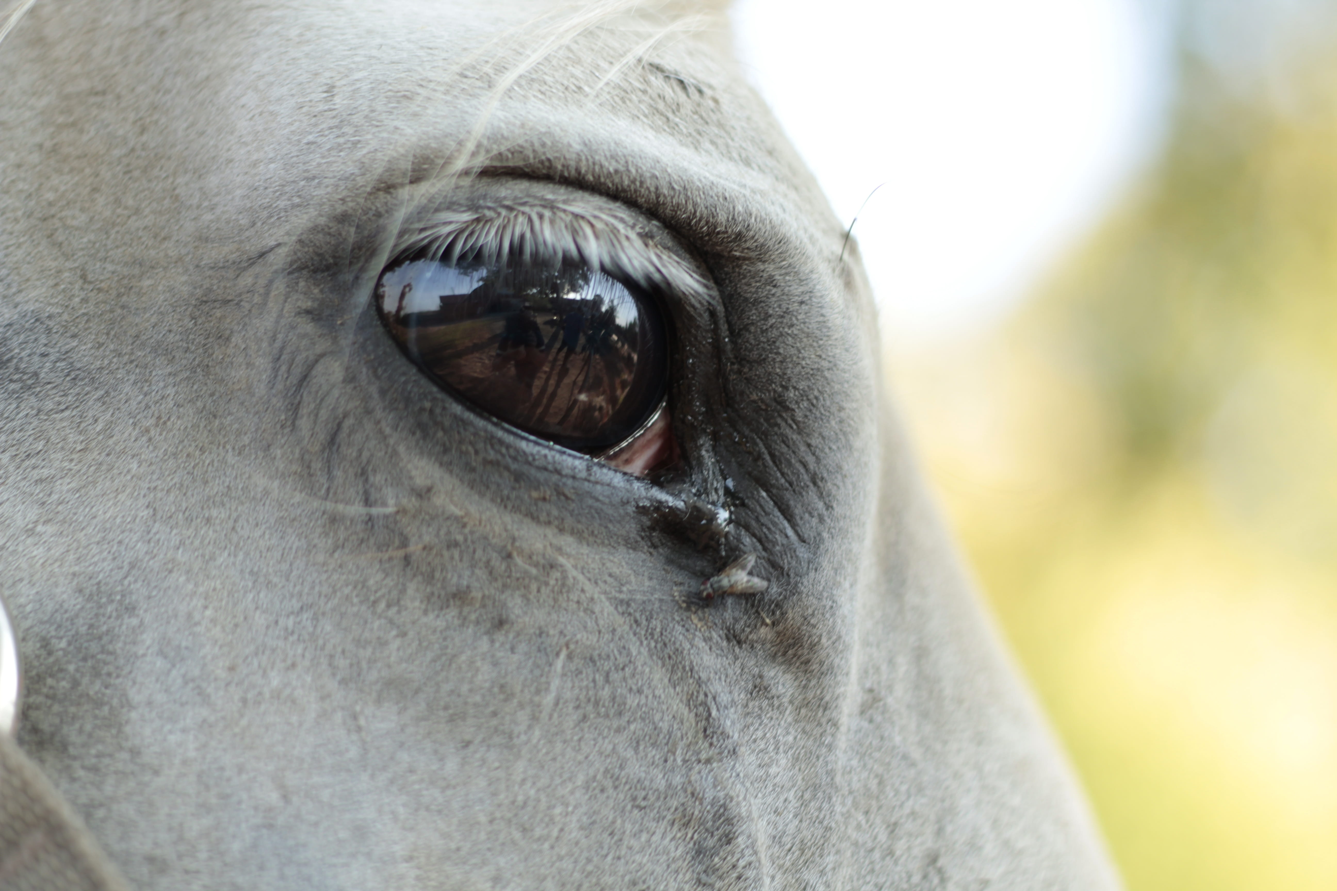 animal head, pastures, day, animal eye, extreme close-up, ranch, animal body part, animal, 5K, body part, field, animals, animal wildlife, eye, melancholia, HD Wallpaper