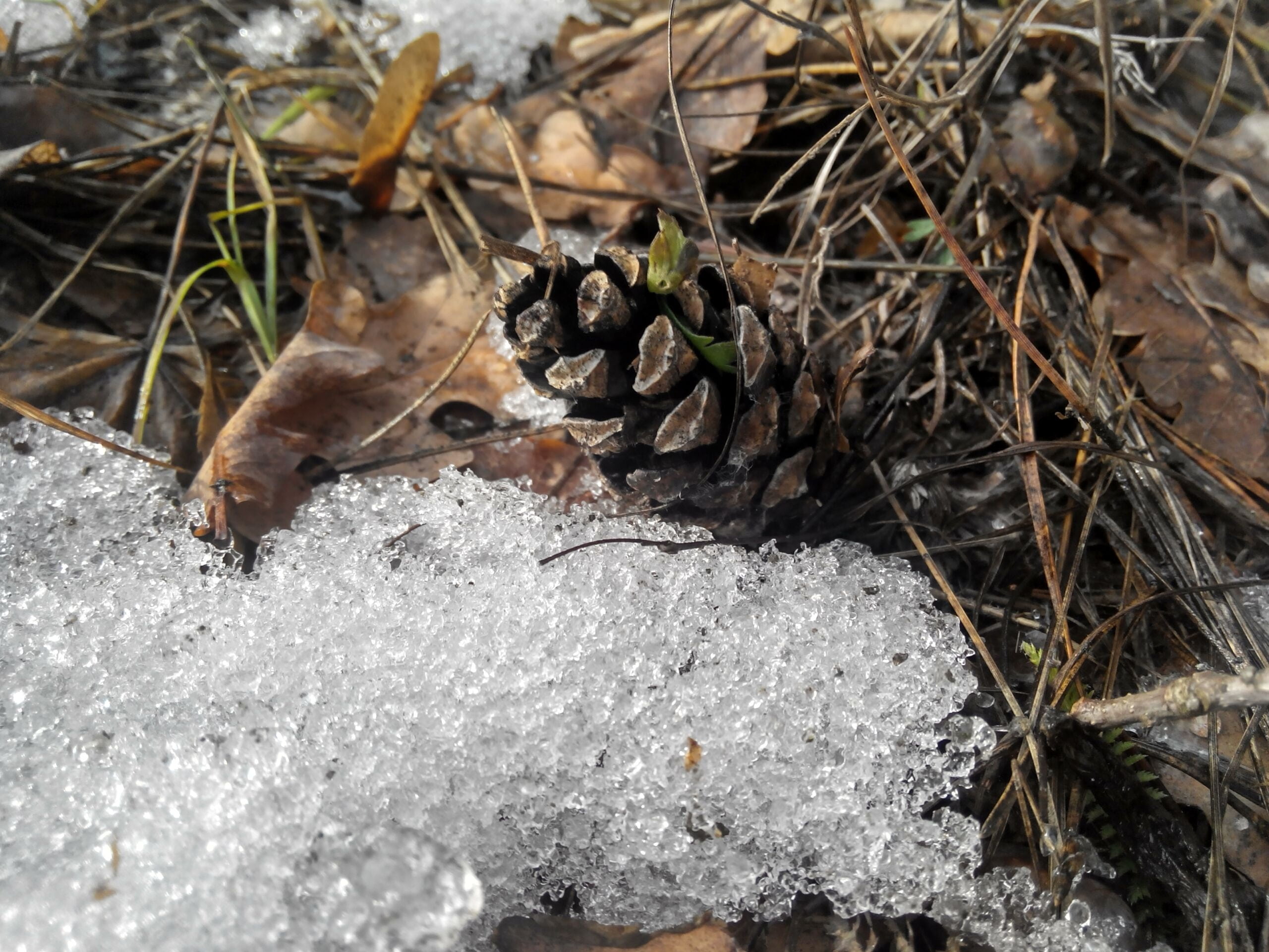 winter, thaw, park, land, animals in the wild, trees, forest, one animal, brown, stones, dry leaves, grass, leaves, summer, pine cone, close-up, nature, HD Wallpaper