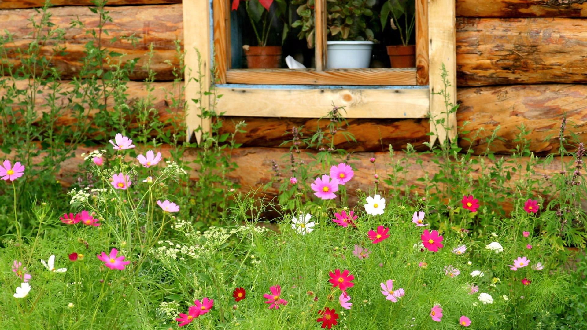 potted plant, flowers, happiness, gesang hua, blooming, day, 1080P, yard, wood - material, front or back yard, flowerbed, blossom, flower, no people, vulnerability, HD Wallpaper