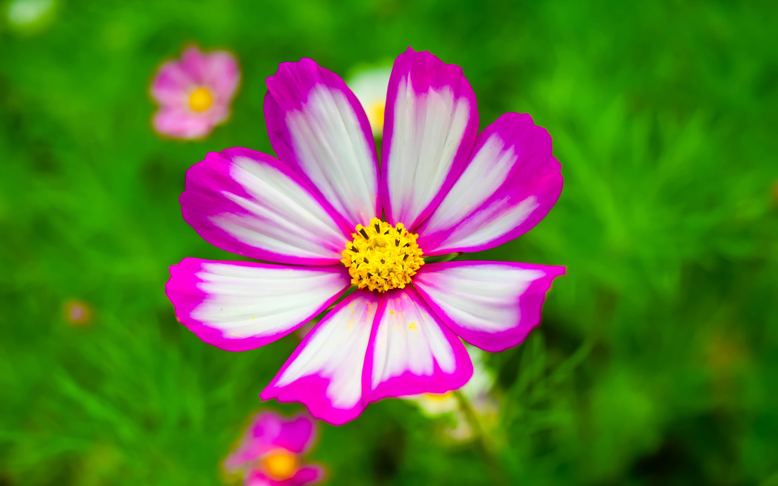 wallpapers, 2K, flower head, freshness, cosmos flower, nature, focus on foreground, beauty in nature, fragility, pink, pollen, gesang, flowering plant, HD Wallpaper