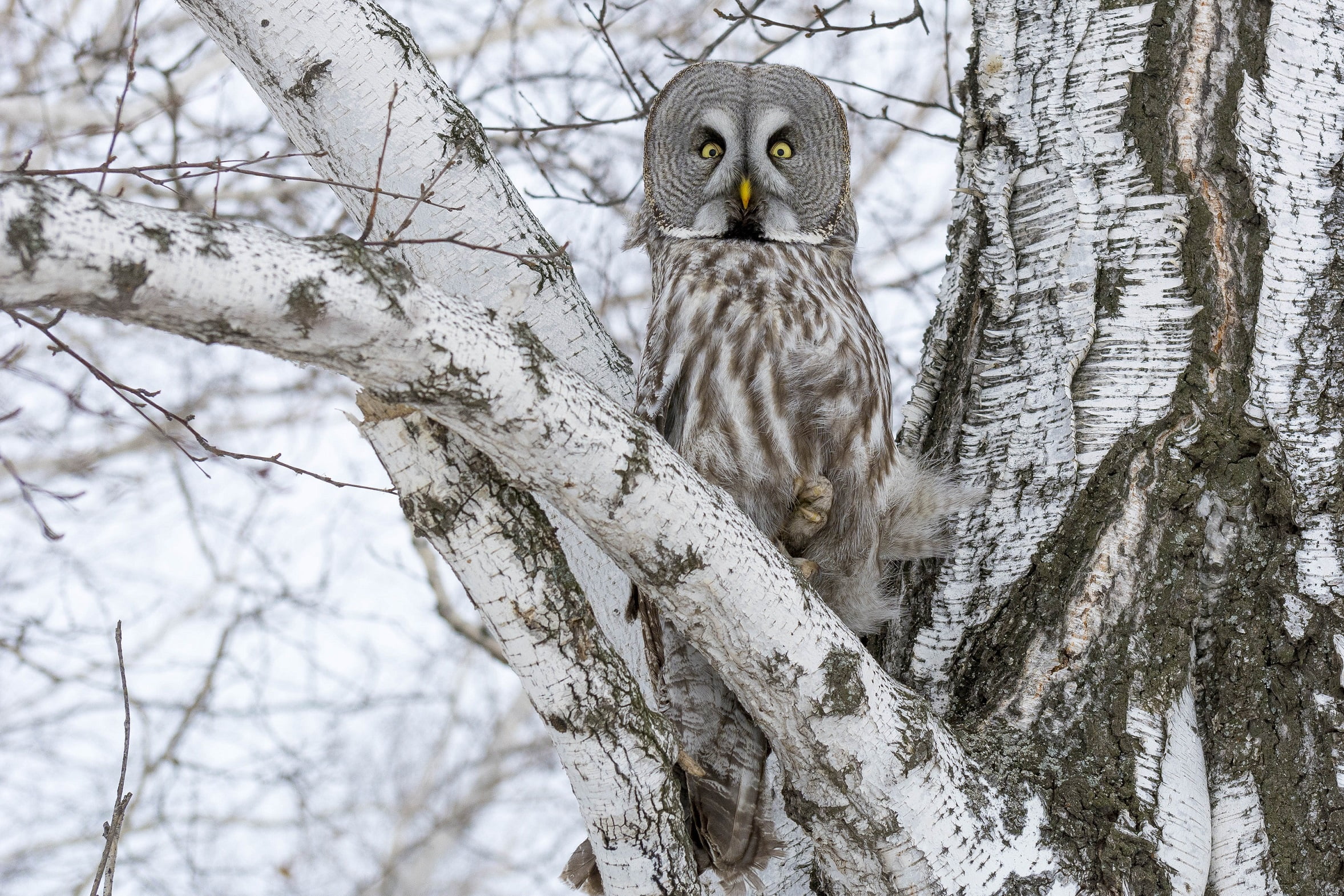 1080P, branch, Great grey owl (Strix nebulosa), the sky, tree, HD Wallpaper