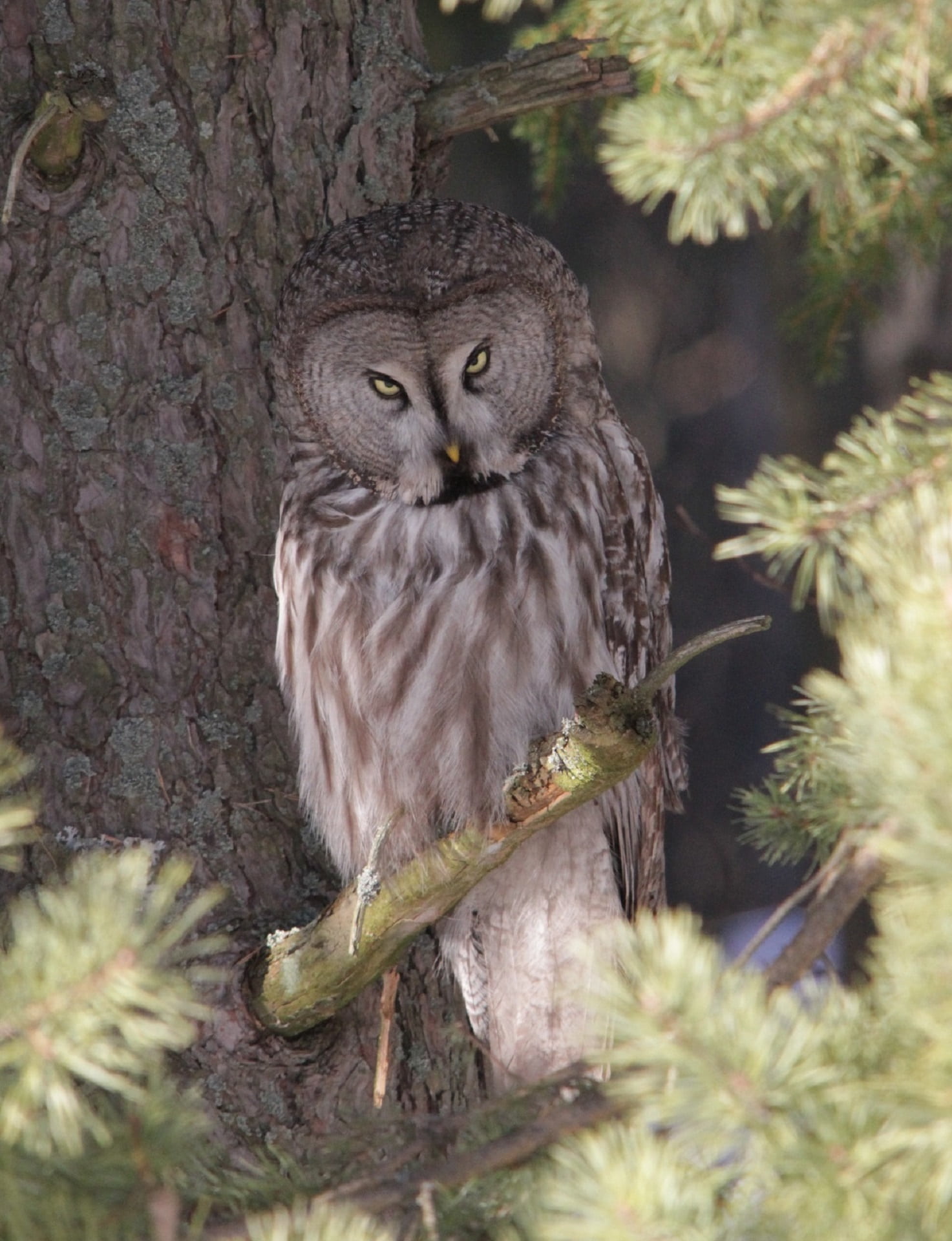 animals in the wild, one animal, predator, plant, branch, vertebrate, owl, bird, perched, looking at camera, looking, animal themes, gray owl, animal wildlife, Phone HD Wallpaper