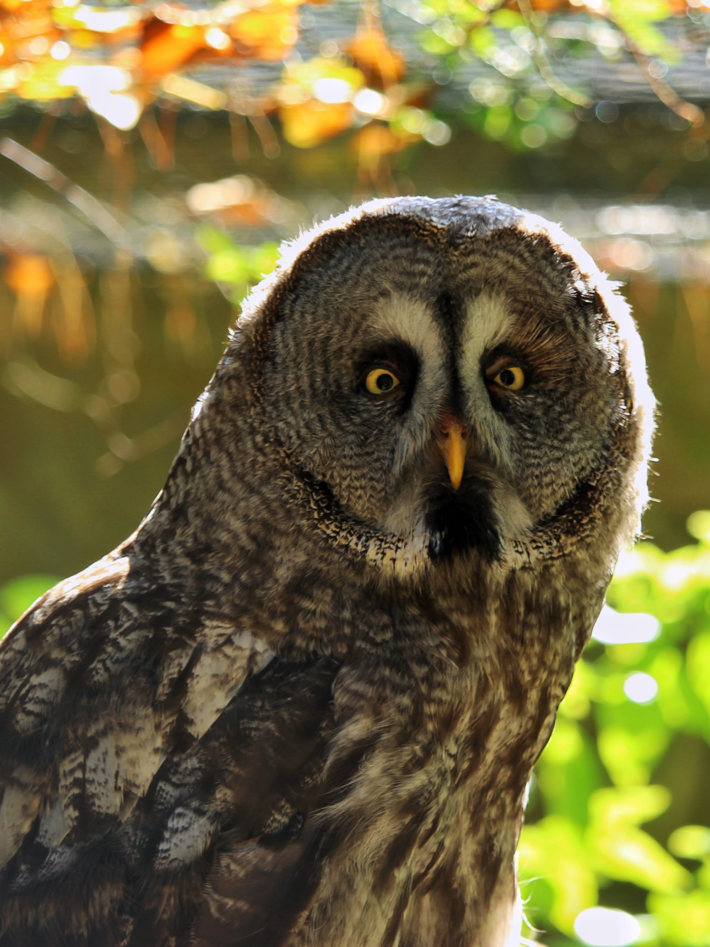 bill, no people, bird, sunlight, head, owl, focus on foreground, eyes, yellow eyes, animal themes, animal eye, animals in the wild, tree, bird of prey, Phone HD Wallpaper