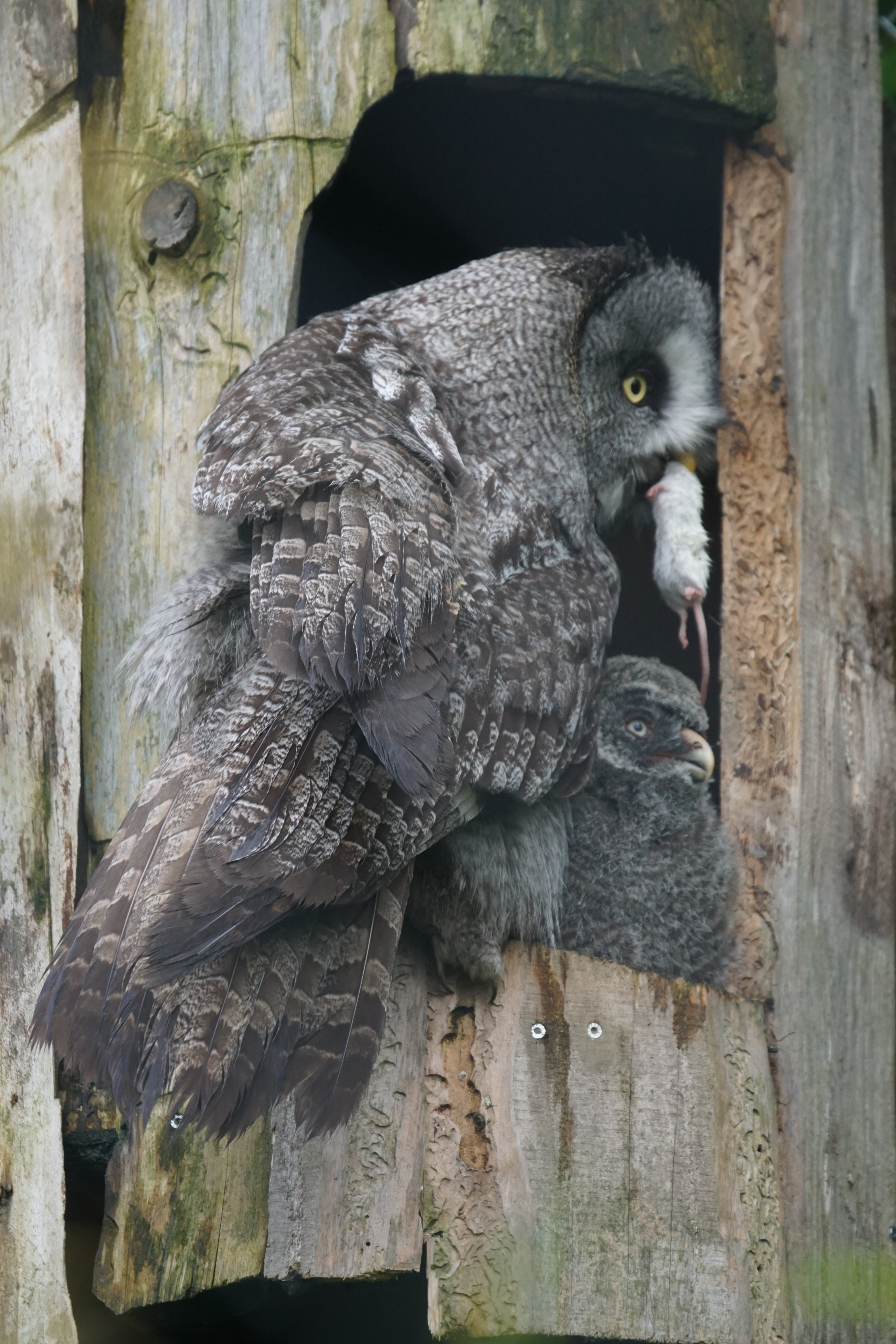 animal wildlife, food, bird, outdoors, animal themes, no people, nature, wooden post, close-up, one animal, bird of Prey, owl, relaxation, animals in the wild, Phone HD Wallpaper