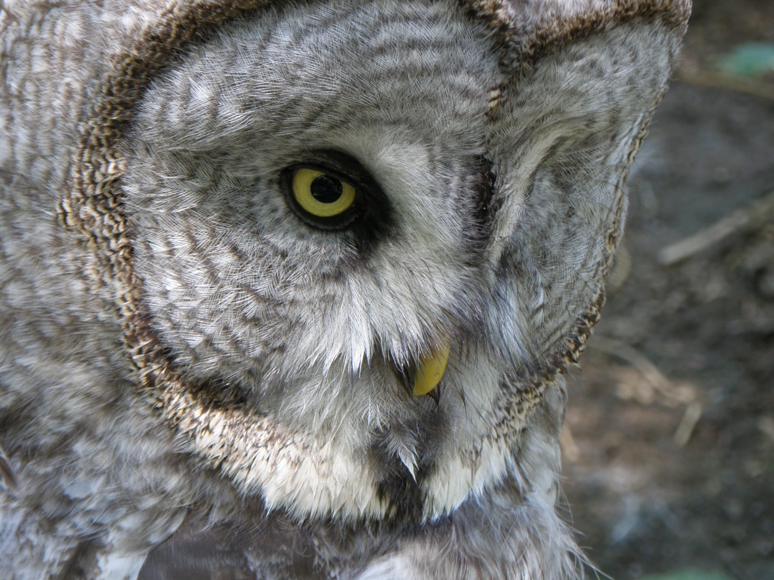 yellow eyes, vertebrate, animal themes, eye, Tawny Owl, animal body part, outdoors, animals in the wild, no people, looking at camera, tawny vulture, focus on foreground, HD Wallpaper
