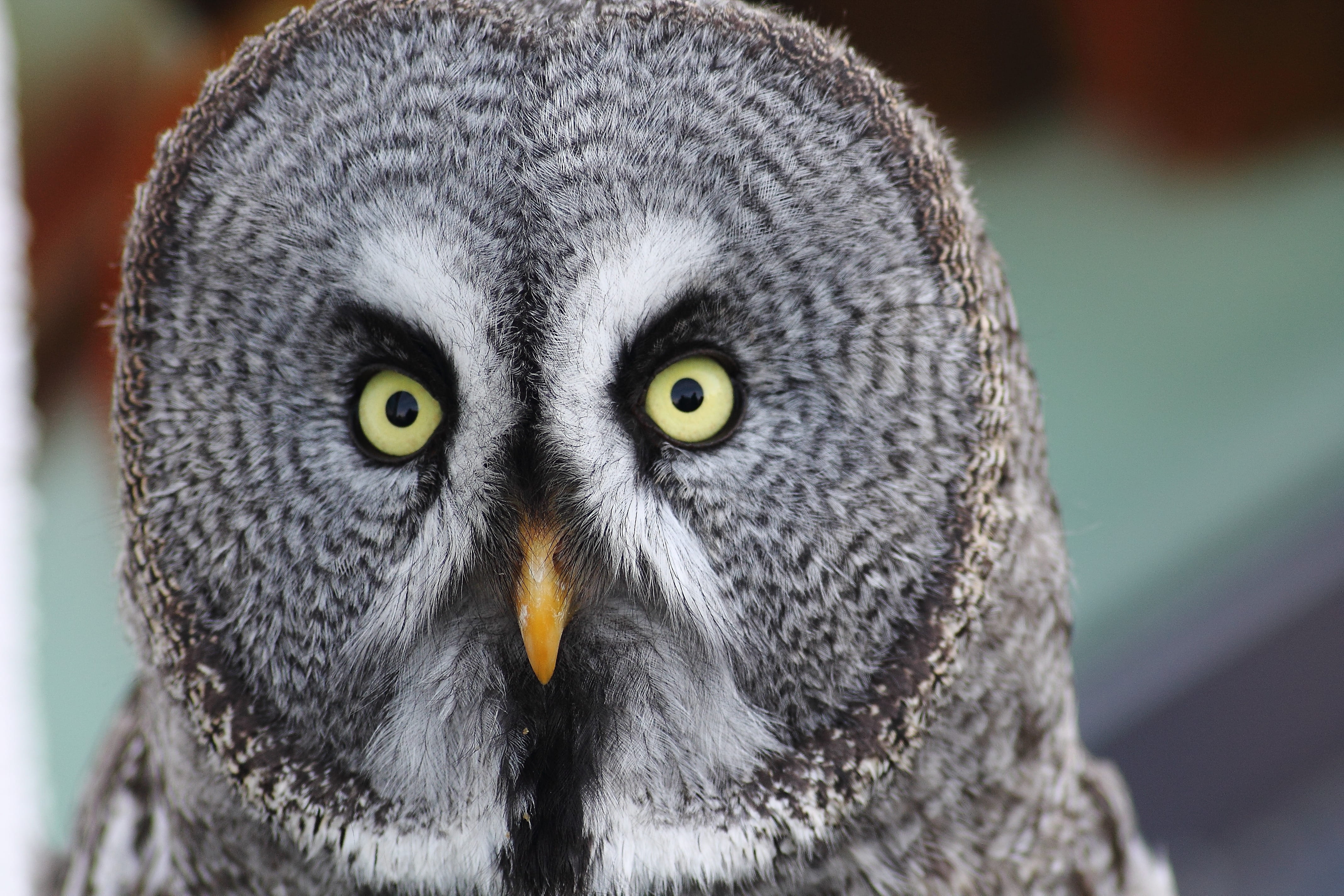 aggression, bird of prey, vertebrate, animal body part, animal, white, eye, looking at camera, body part, strix nebulosa, animal wildlife, Barn Owl, focus on foreground, HD Wallpaper