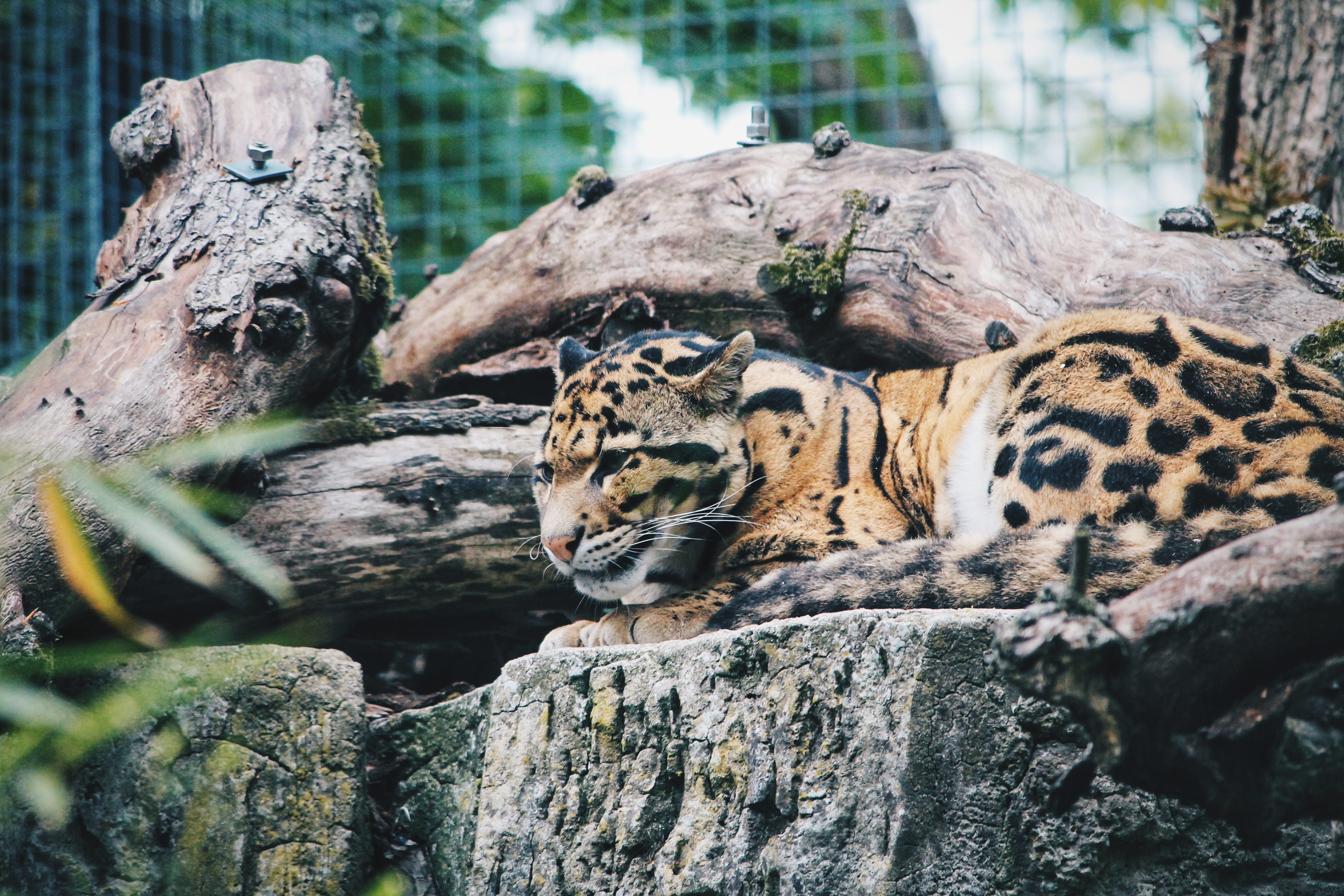 cheetah, mammal, ocelot, animal themes, brown, big cat, leopard, zoo, feline, wildlife, group of animals, tiger, netherlands, rock, day, jaguar, rhenen, HD Wallpaper