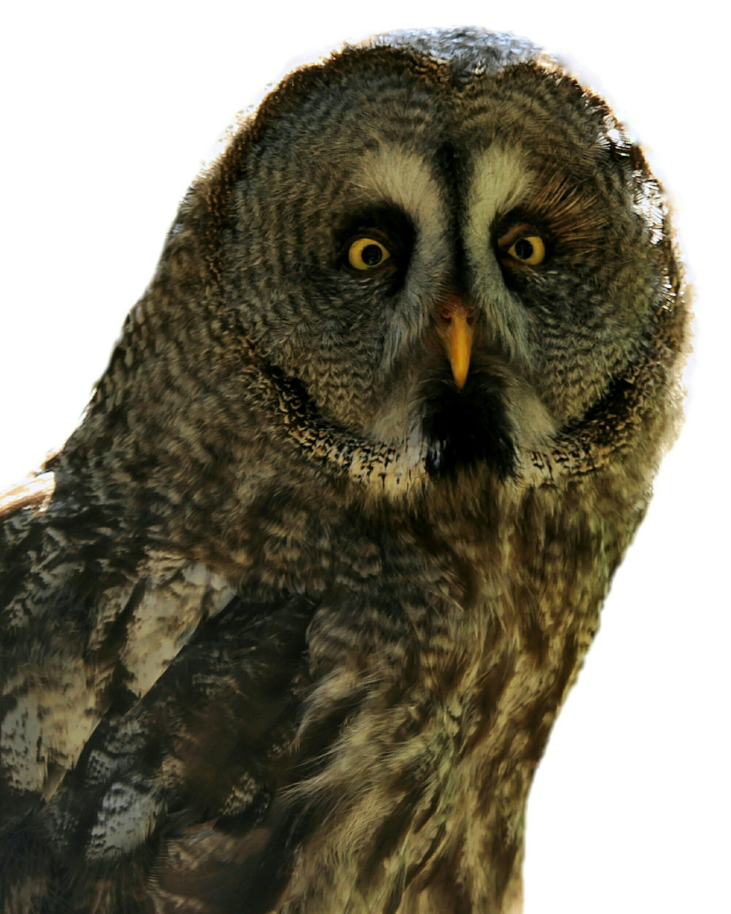 strix nebulosa, animal head, front view, bart owl, animal wildlife, looking at camera, eyes, animal portrait, animal eye, animal body part, animal themes, Phone HD Wallpaper