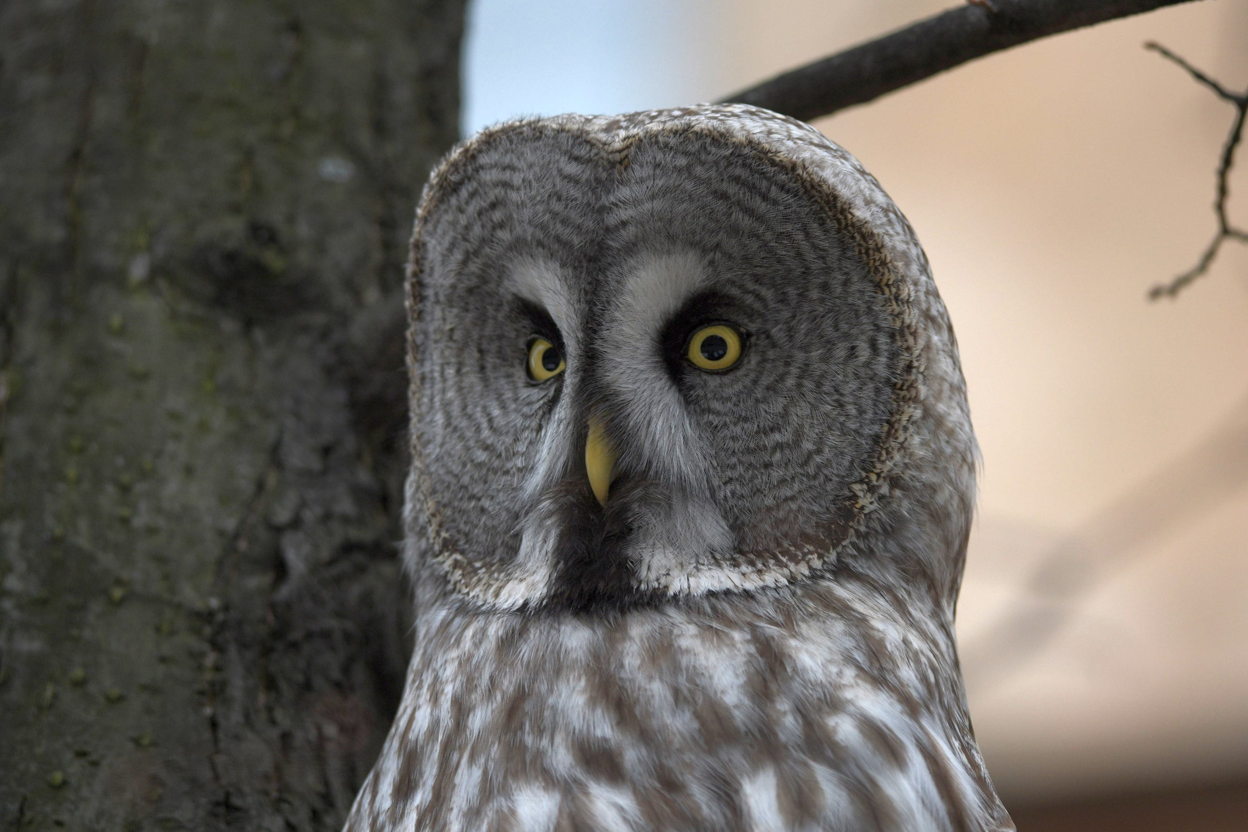 the sky, look, Great grey owl (Strix nebulosa), the trunk of the tree, 2K, HD Wallpaper