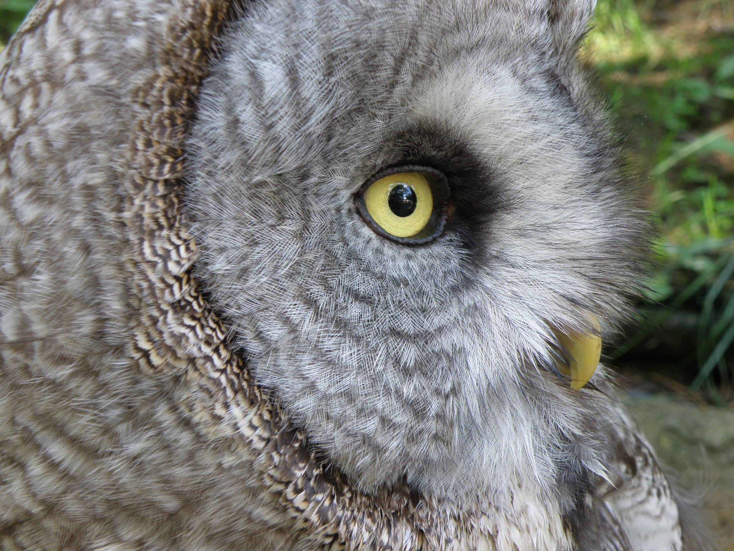 vertebrate, portrait, animal body part, one animal, animal wildlife, no people, animals in the wild, strix nebulosa, body part, bird of prey, predators, HD Wallpaper