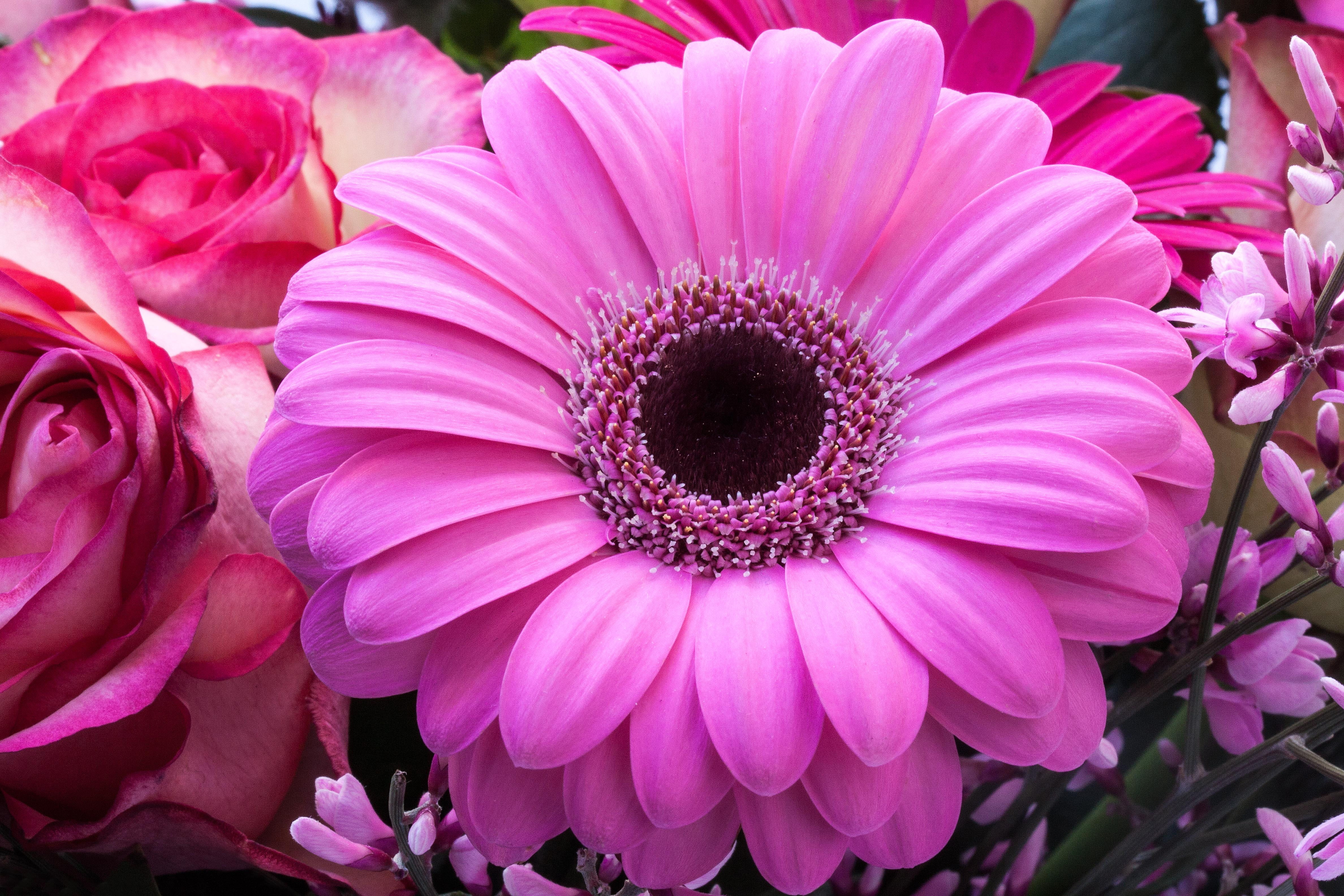 purple, nature, flower head, flower, flowers, focus, red, flowering plant, petal, pastellfarben, pink, gerbera, composites, plant, no people, pollen, selective, HD Wallpaper