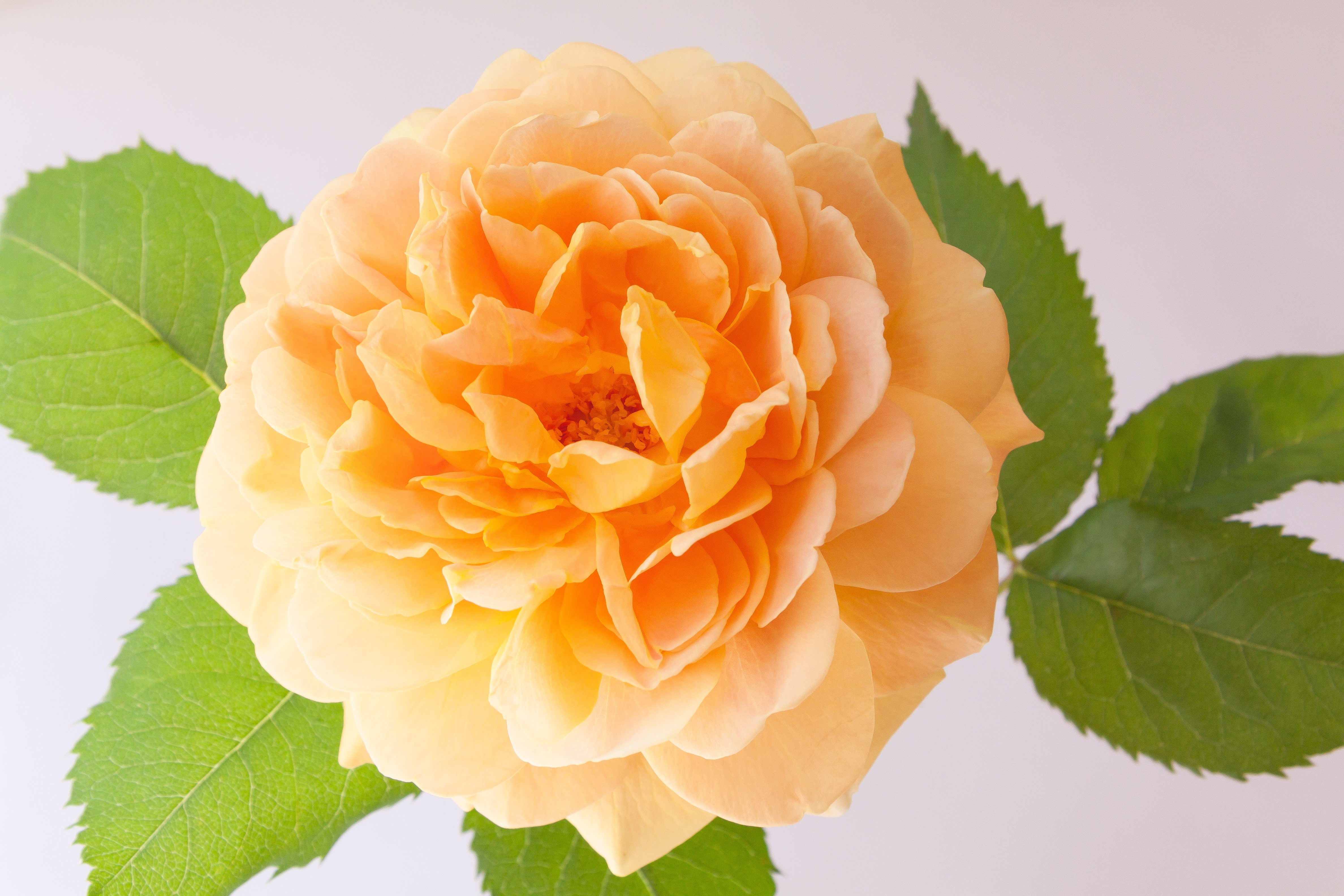 english rose, plant, high angle view, leaf, orange, flowering plant, vulnerability, summer, petaled, nature, rose, inflorescence, composites, growth, flower, HD Wallpaper