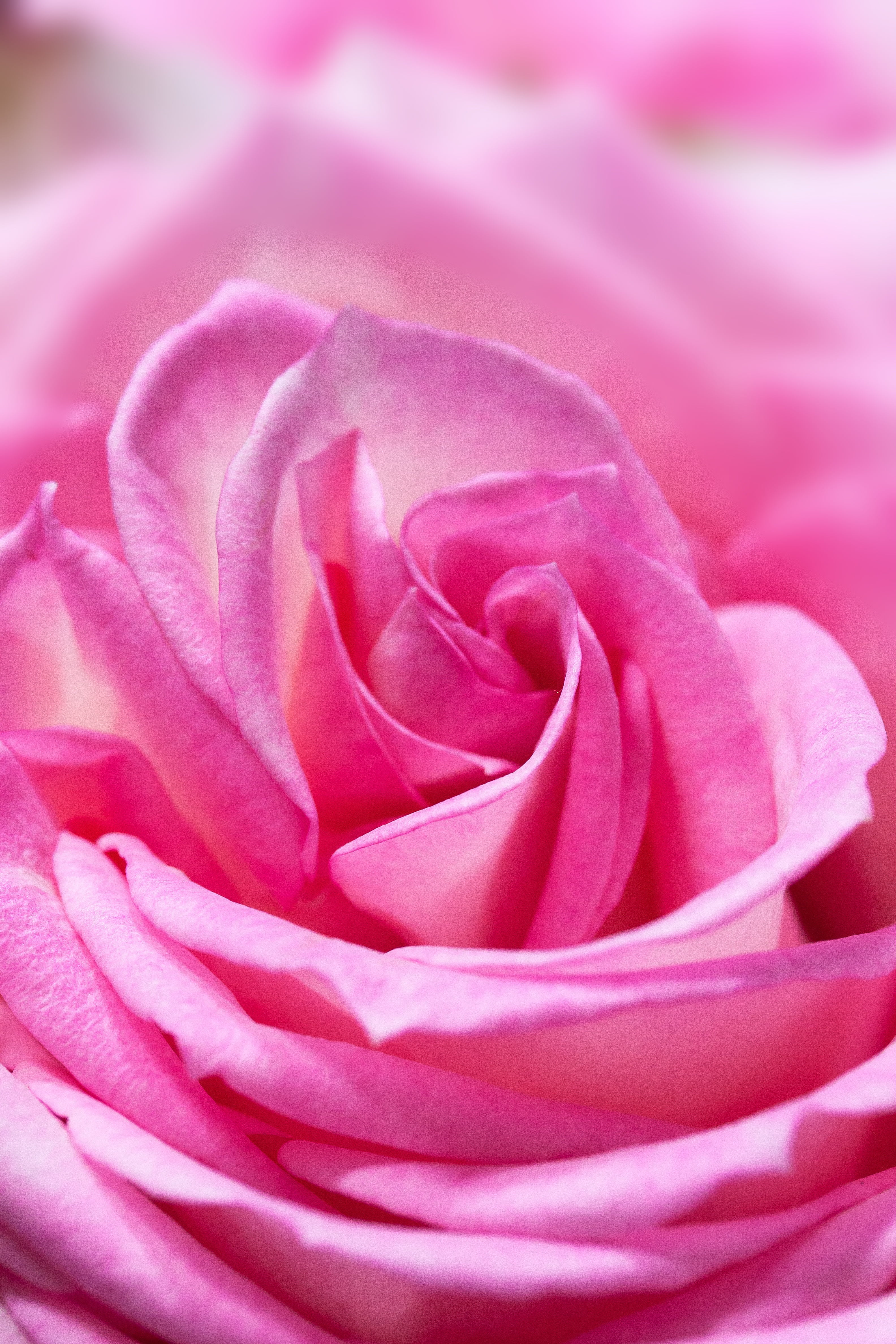 growth, rose - flower, focus, beauty in nature, shallow, close-up, pink color, full frame, plant, rose, flowering plant, vulnerability, flower head, selective focus, Phone HD Wallpaper