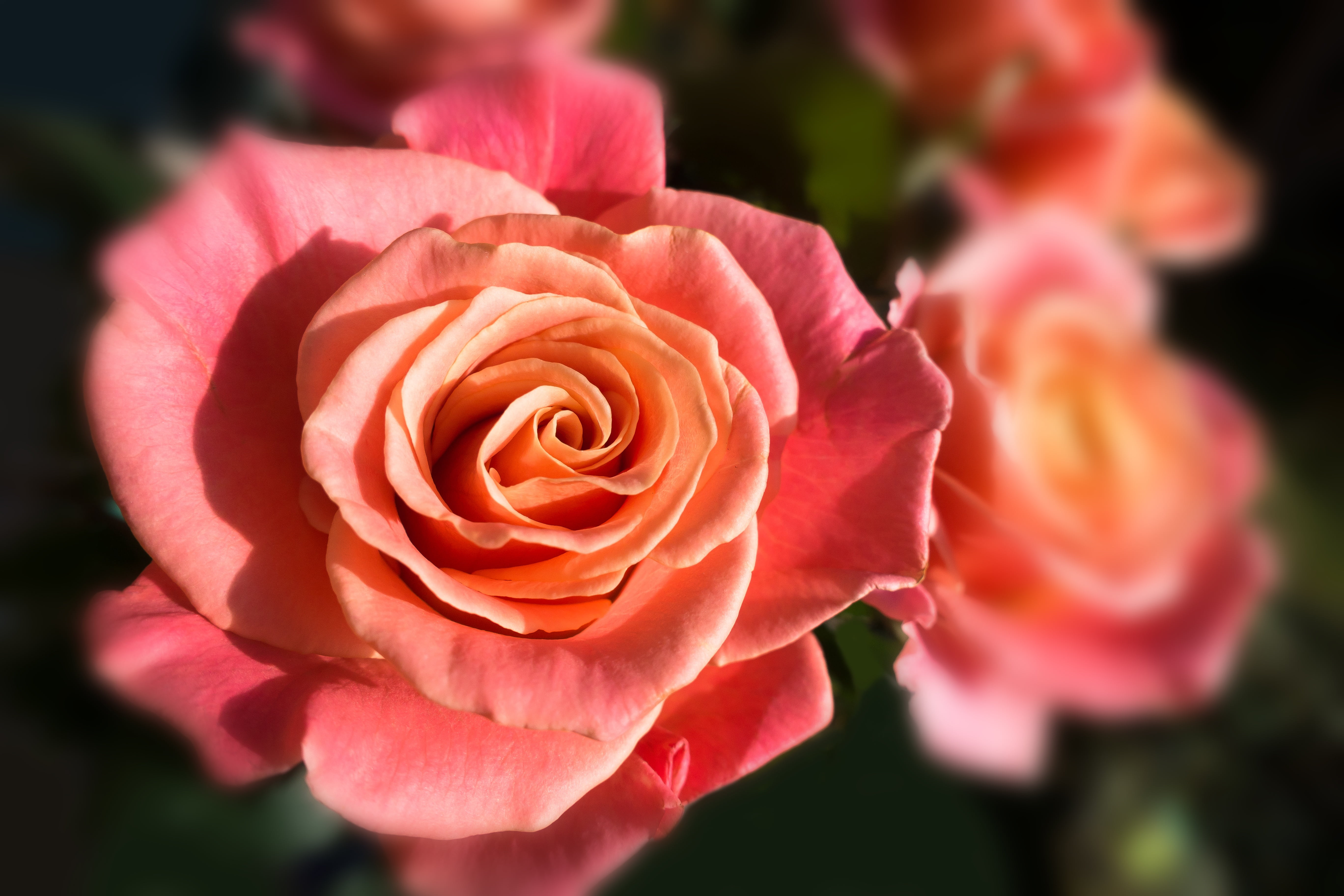orange, tender, flower head, no people, fragrant, outdoors, miss piggy, bloom, close-up, nature, decorative, closeup, petal, photo, flower, inflorescence, HD Wallpaper
