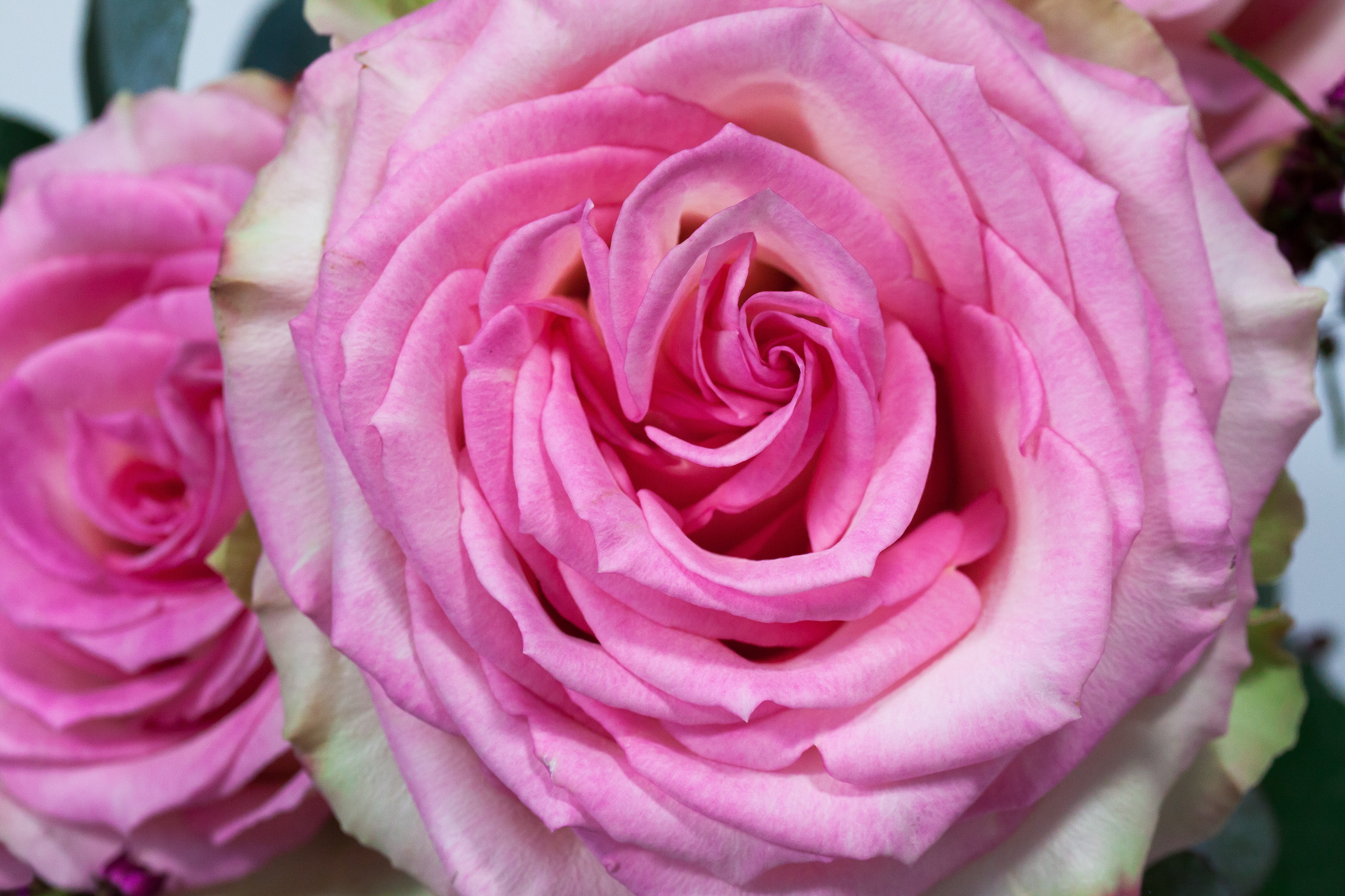 freshness, flower, no people, pink, white, plant, composites, fragility, fill, focus on foreground, 4K, rose - flower, nature, flower head, lush, pastellfarben, HD Wallpaper