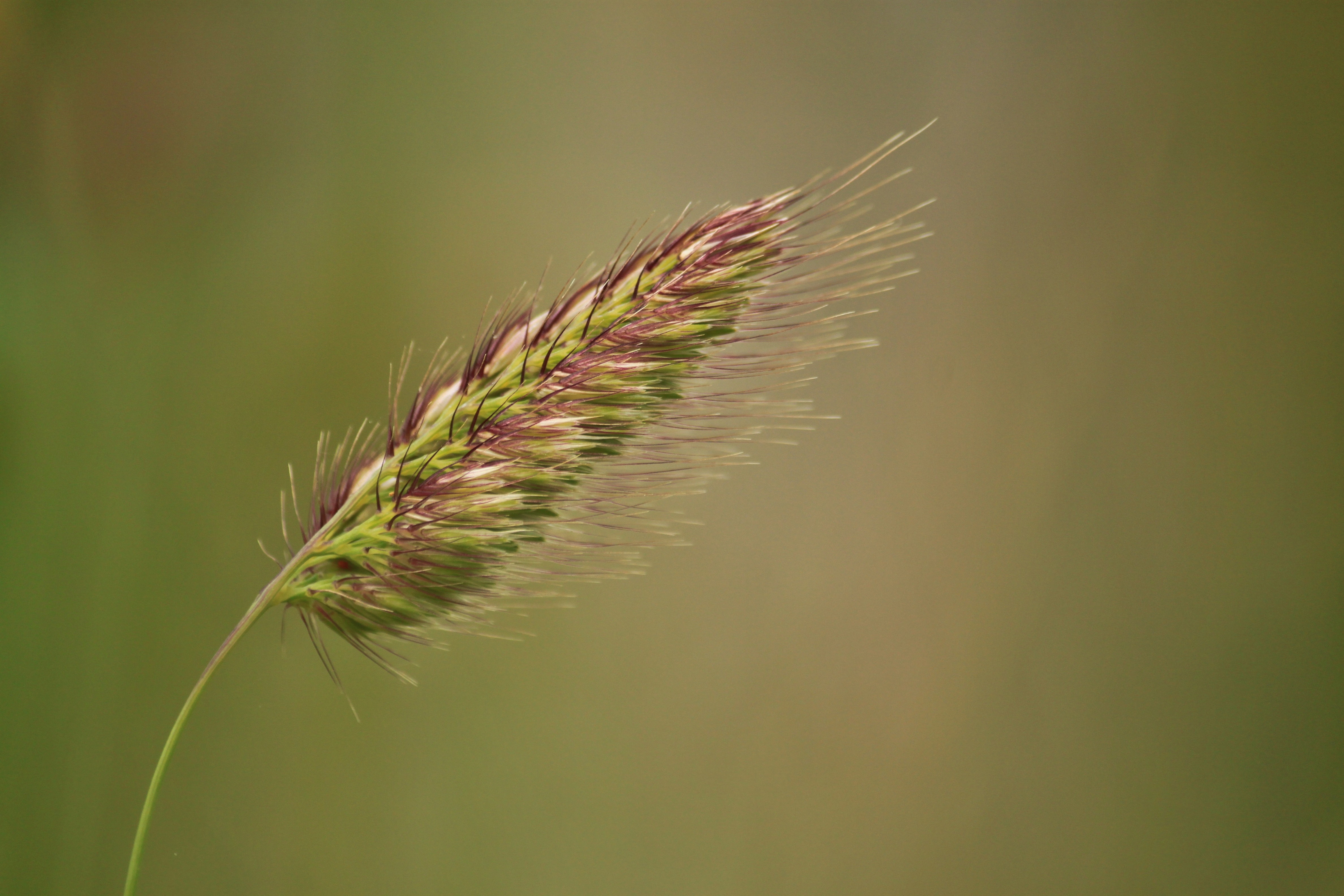 coniferous tree, plant, ear, flower, grasses, pine tree, macro photography, blade of grass, meadow, halm, light pink, fragility, pastellfarben, pink, close-up, HD Wallpaper